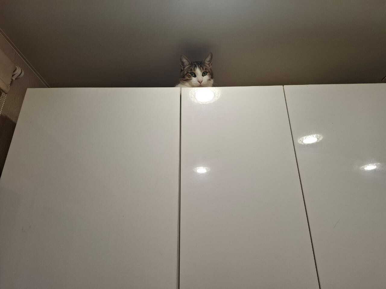 Kitchen cabinet creeper - My, cat, Humor, Fat cats