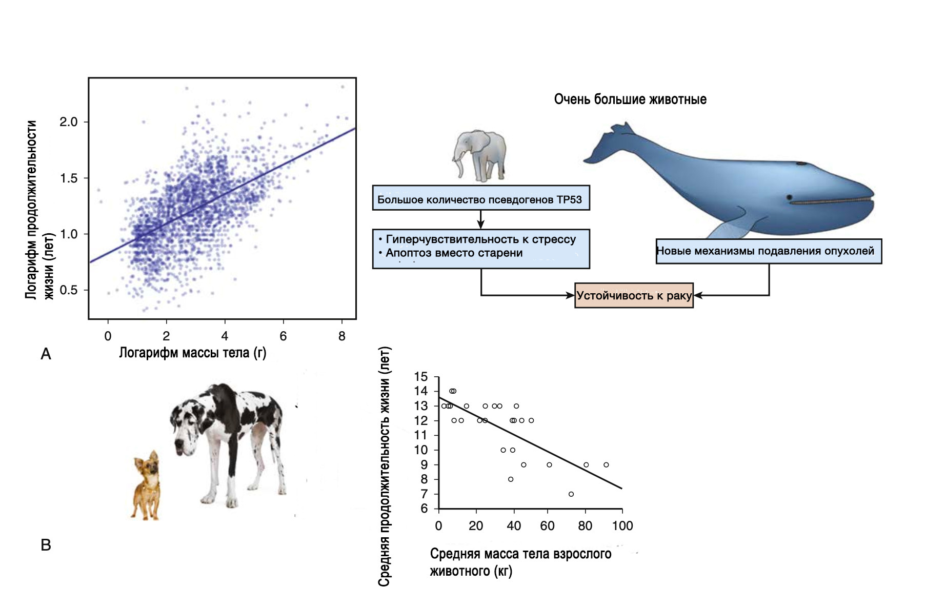 Body size and cancer - Research, The science, Nauchpop, Scientists, Longpost