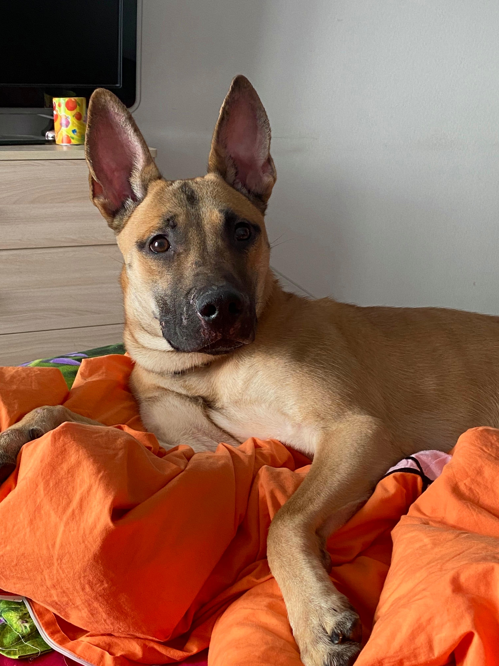 Dog Venya is looking for a home - In good hands, Homeless animals, No rating, Animal Rescue, Dog, Veterinary, Good league, Lost, Overexposure, Shelter, Found a dog, Longpost