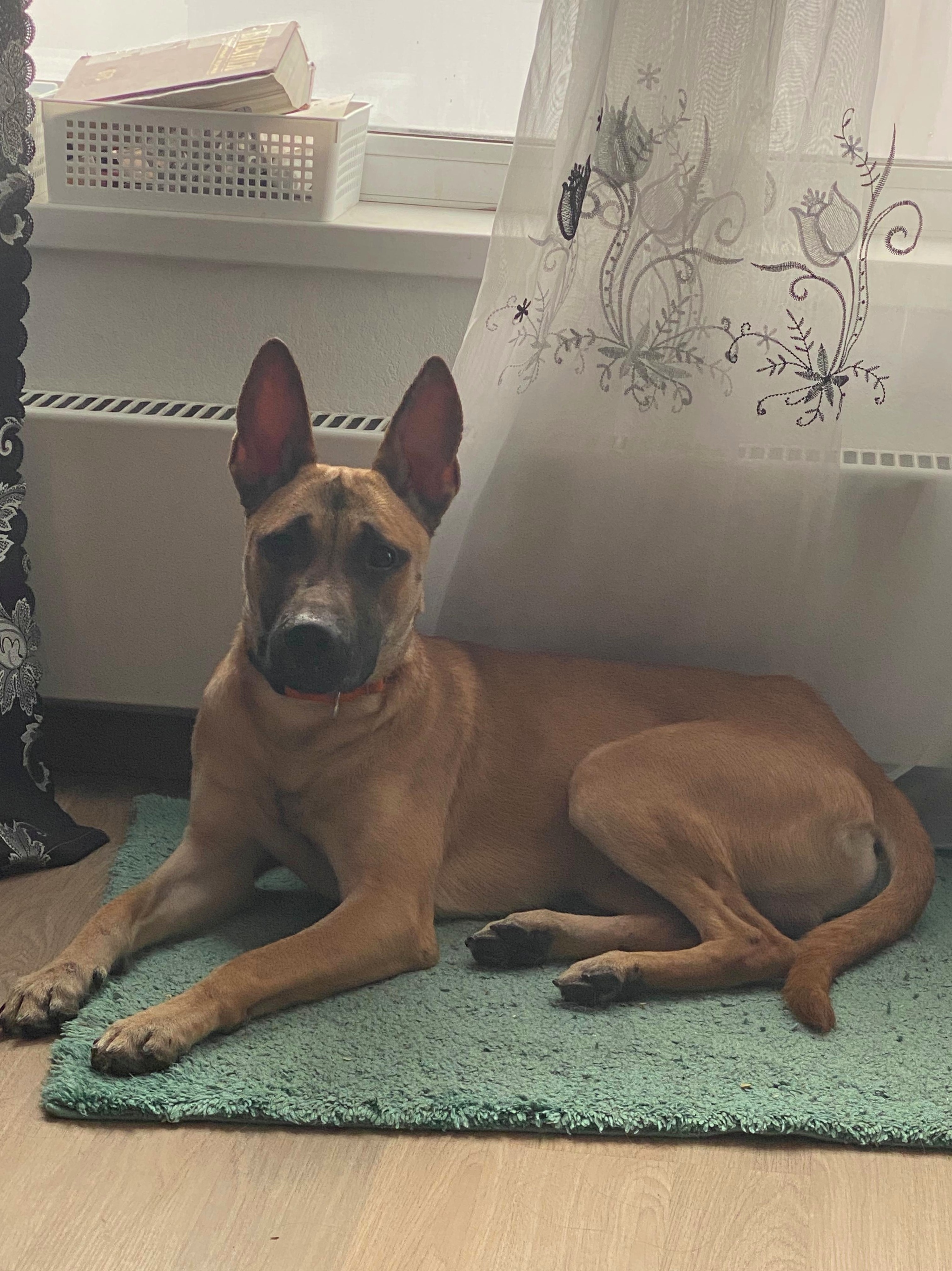 Dog Venya is looking for a home - In good hands, Homeless animals, No rating, Animal Rescue, Dog, Veterinary, Good league, Lost, Overexposure, Shelter, Found a dog, Longpost