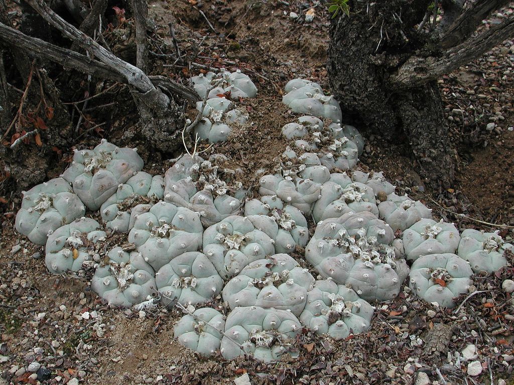 Hallucinogenic cactus - My, Plants, Botany, Entertaining botany, Cactus, Hallucinogens, Drugs, Botanical Museum, Longpost