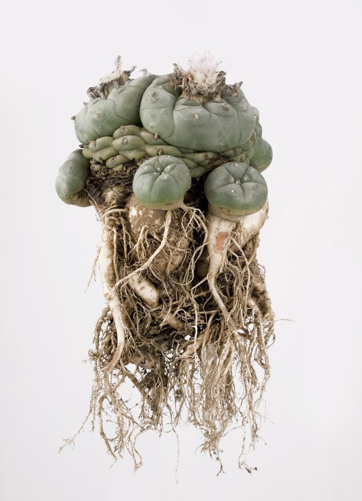 Hallucinogenic cactus - My, Plants, Botany, Entertaining botany, Cactus, Hallucinogens, Drugs, Botanical Museum, Longpost