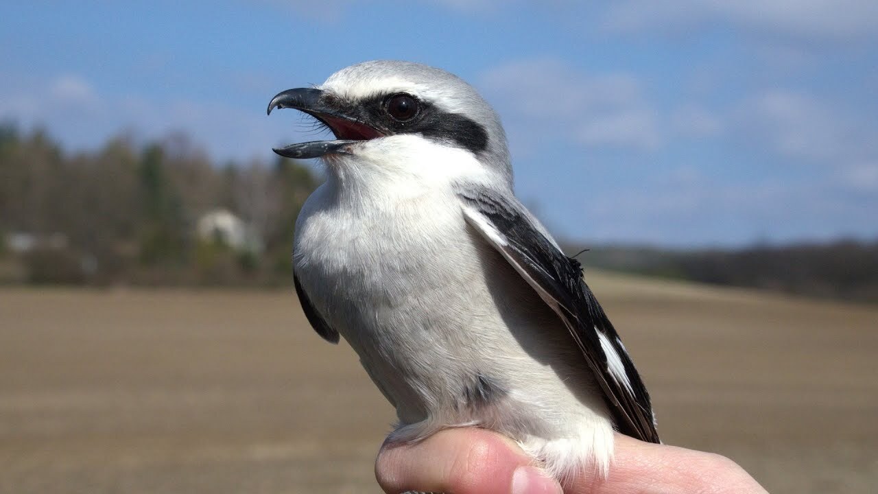 Winged Impaler. Shrike. Butcher of the Bird World - My, Nature, wildlife, Birds, Shrike, Maniac, Butcher, Dracula, In the animal world, Bird watching, Predatory animals, Longpost