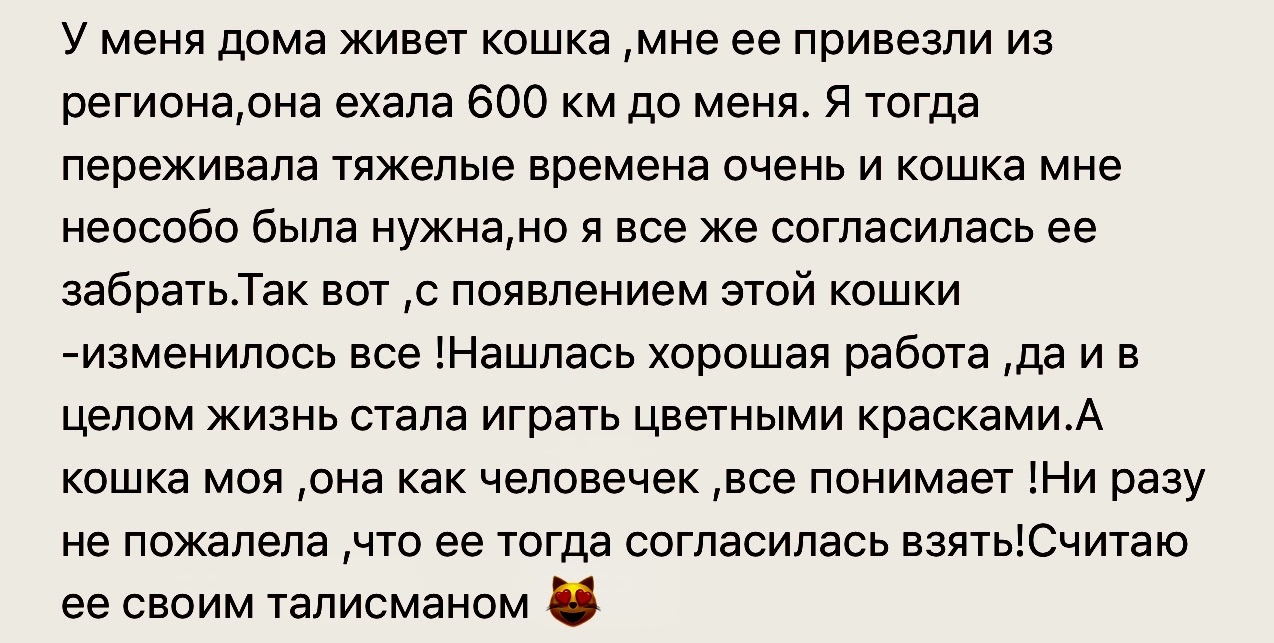 Принесла удачу - Скриншот, Кот, Комментарии