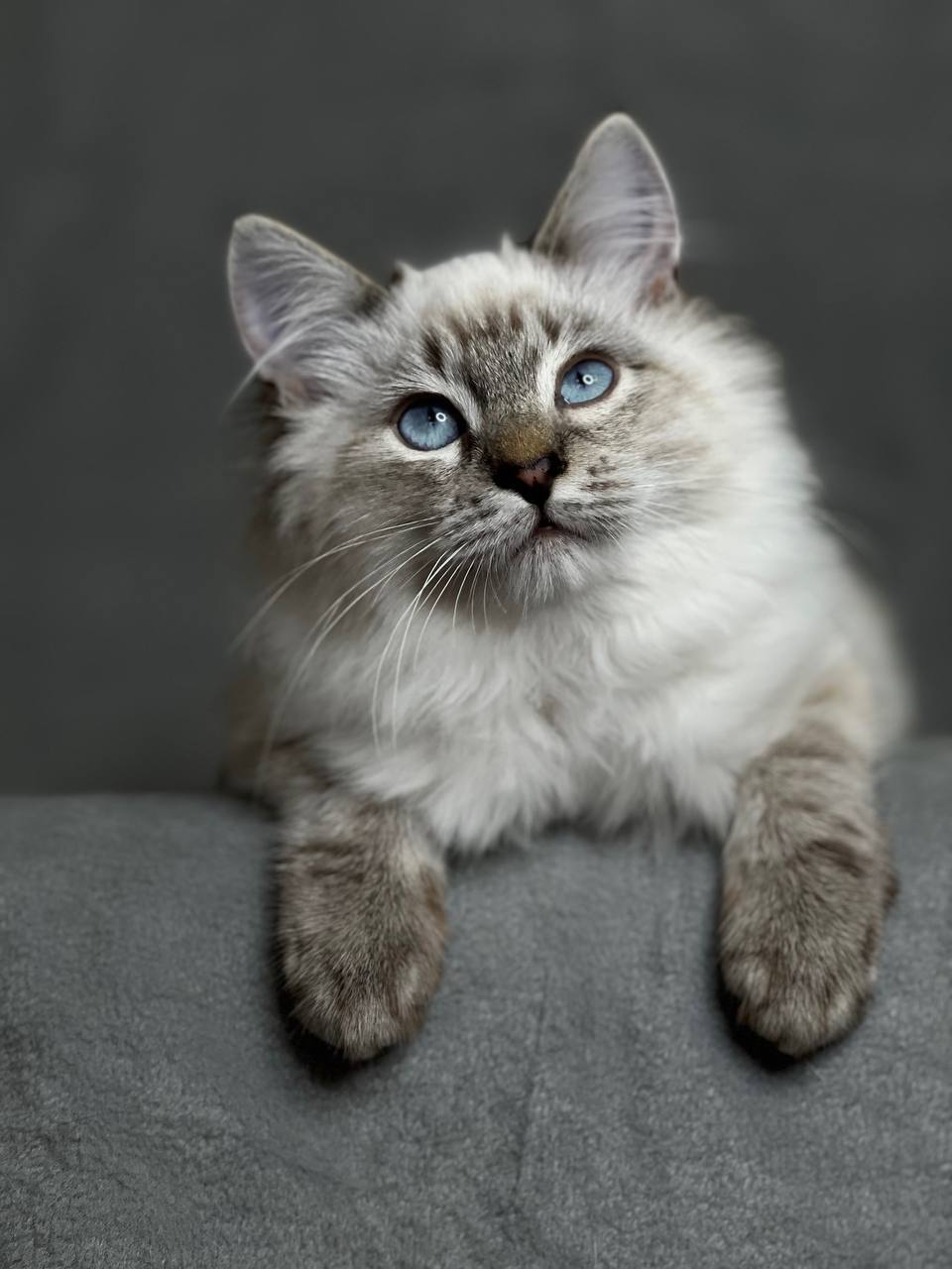 Moscow. Incredible blue-eyed cat looking for a home - Helping animals, Volunteering, Moscow, cat, Kittens, Milota, In good hands