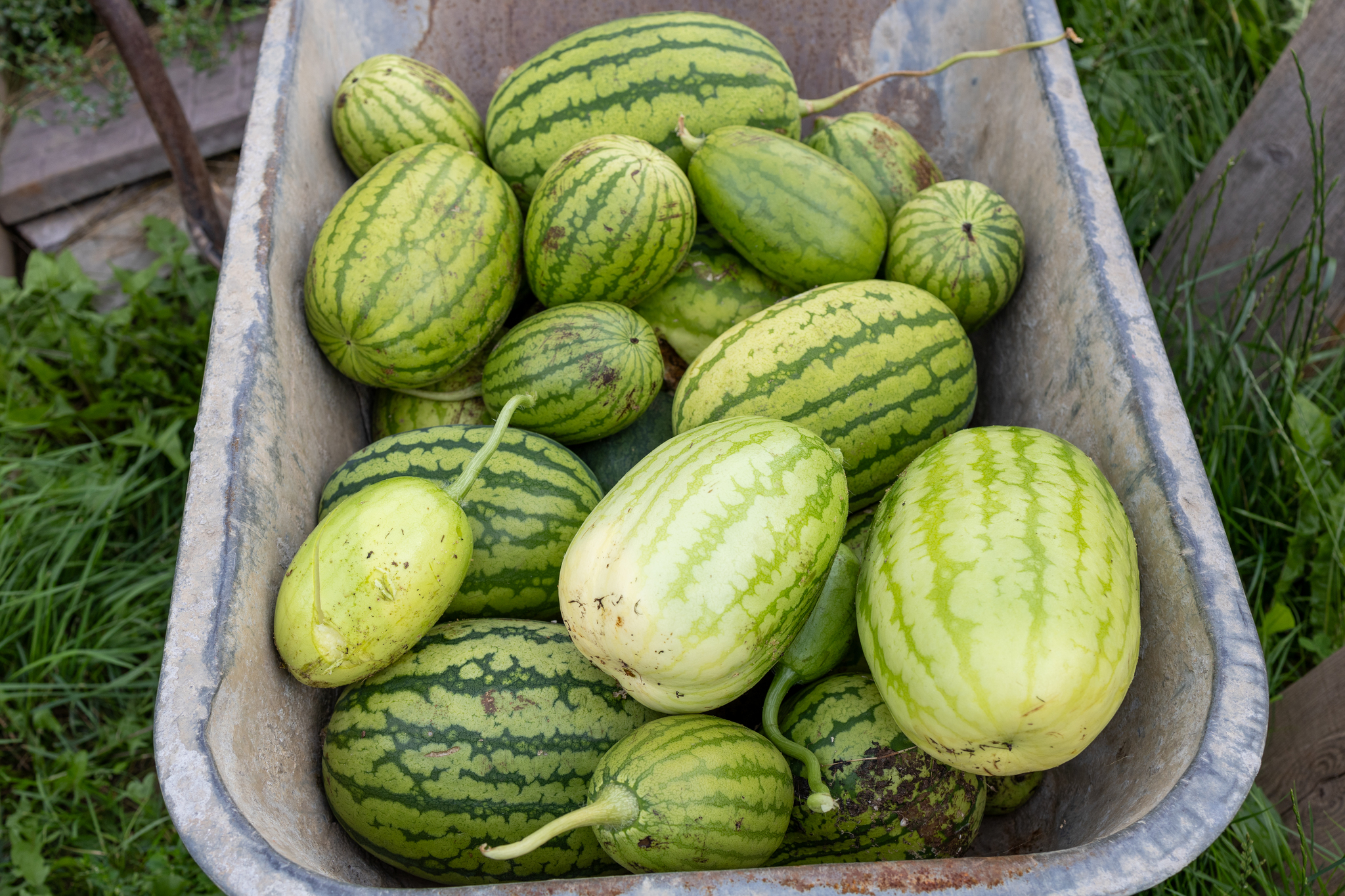 Watermelons in Wheelbarrows - My, Garden, Watermelon, The photo