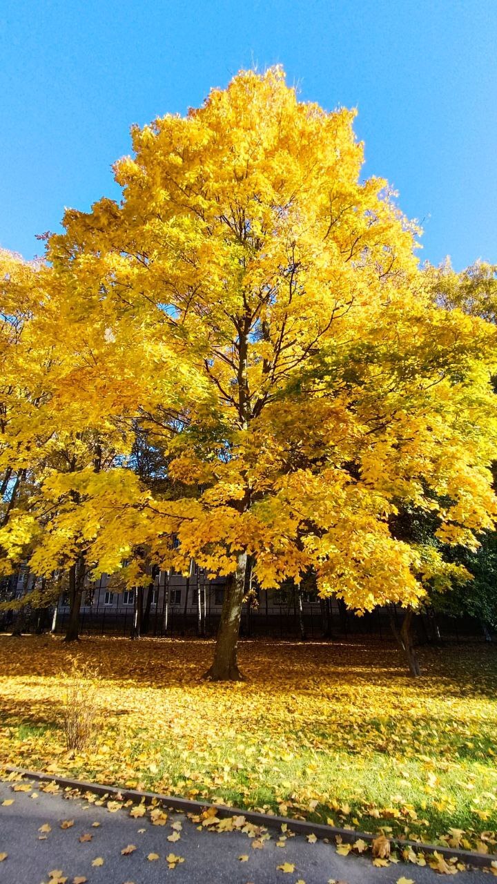 It's autumn in St. Petersburg - My, Milota, Autumn, Tree, The photo