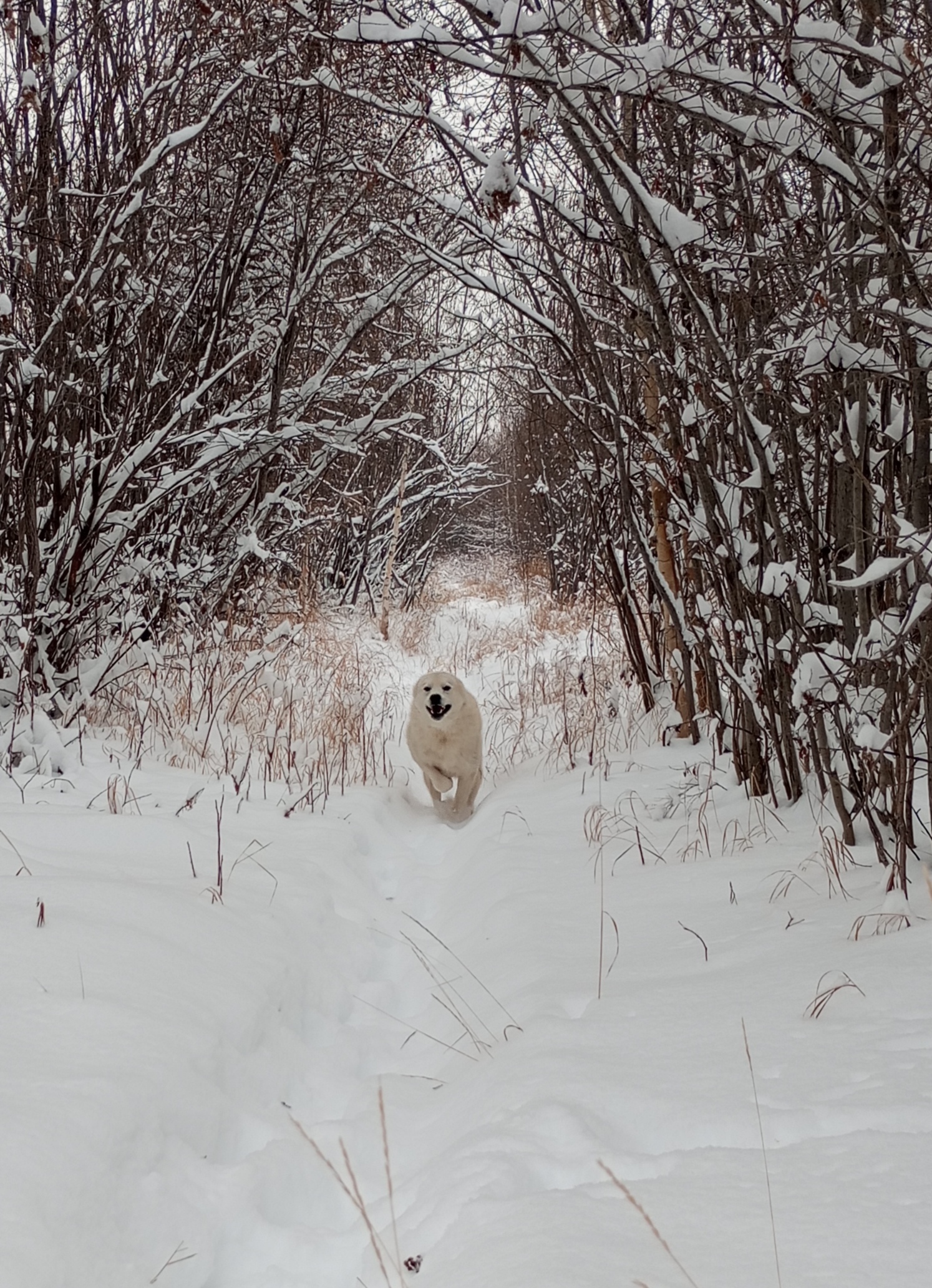 Life on TDS in the taiga. Snowfall - My, Weather station, Taiga, Winter, Snowfall, The Bears, Connecting rod, Longpost