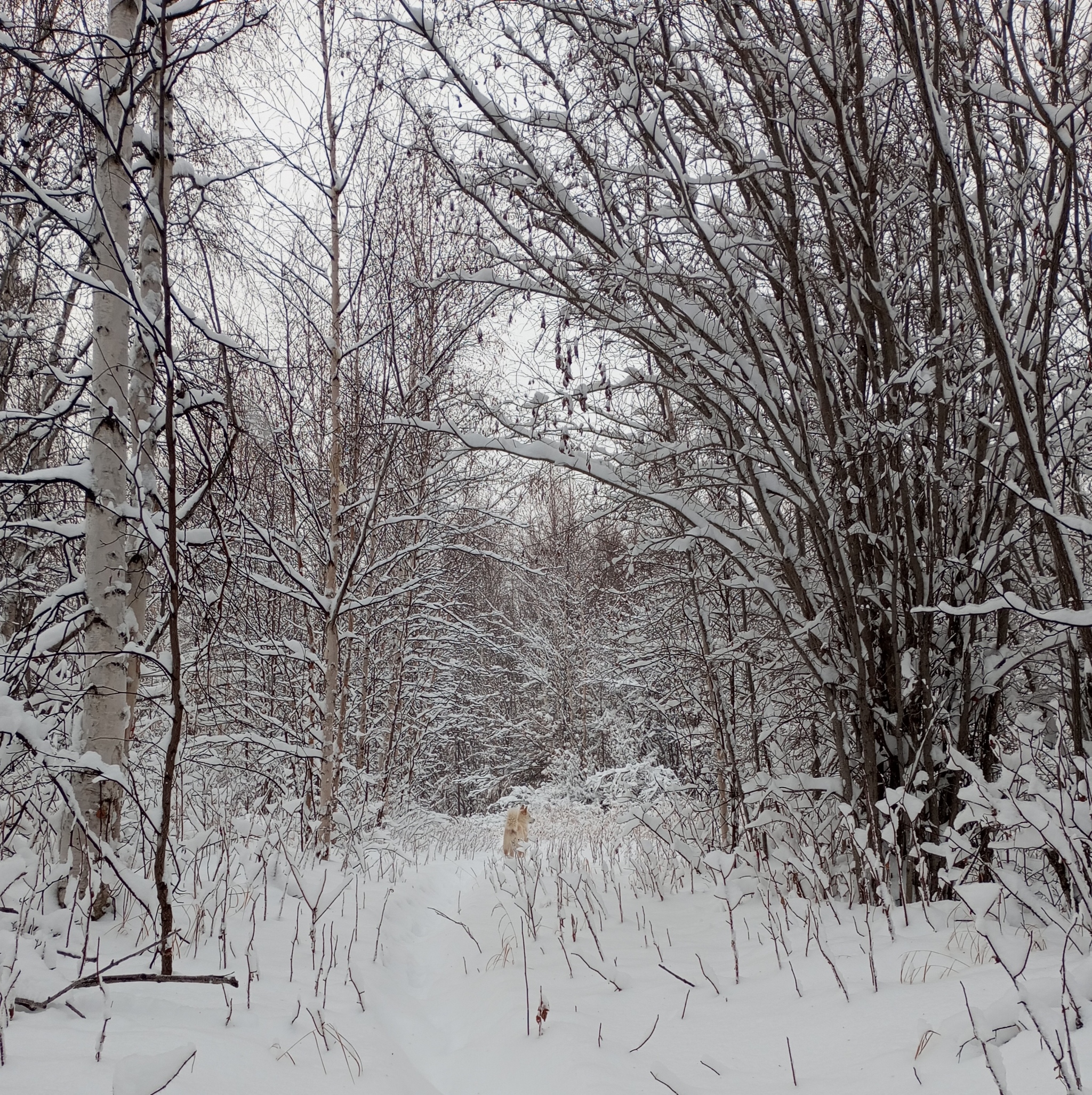 Life on TDS in the taiga. Snowfall - My, Weather station, Taiga, Winter, Snowfall, The Bears, Connecting rod, Longpost