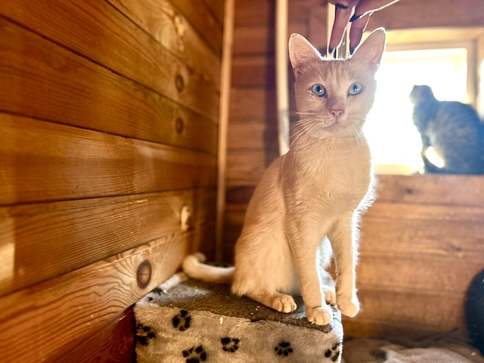 Angel is a white cat with blue eyes - My, Cat lovers, Pet the cat, Kittens, Calmness, Overexposure, In good hands, Shelter, Good league, Fat cats, Longpost, Kindness, Lost, Volunteering, Charity, Homeless animals, Veterinary