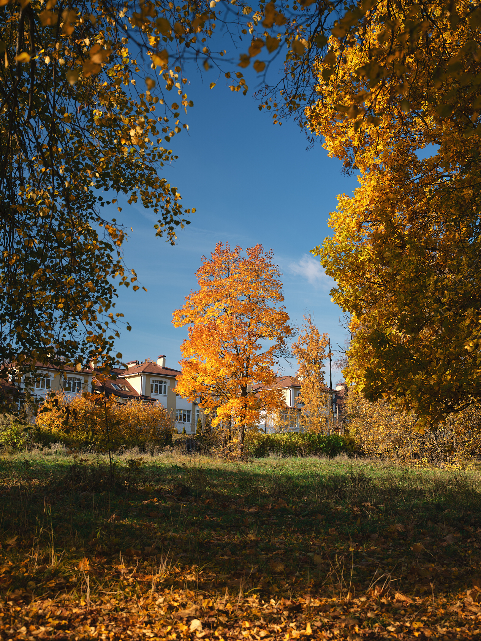 Photo from the park - My, The photo, Nature, Autumn, The park, Obninsk, Longpost