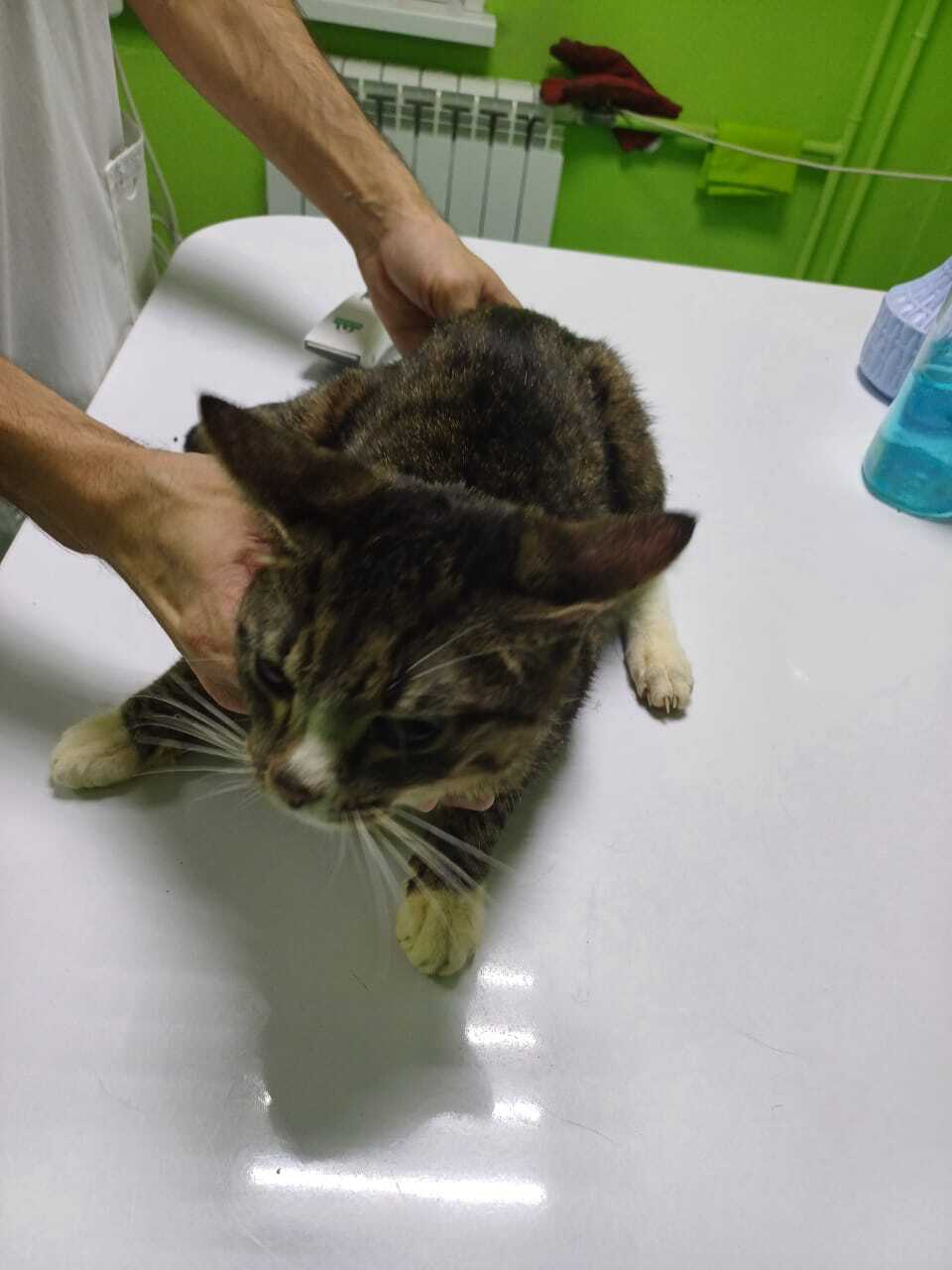 Hyakkimaru (Survivors) - My, cat, Krasnoyarsk, Animal shelter, Animal Rescue, Survivor, Kindness, House, Helping animals, Hyakkimaru, Longpost