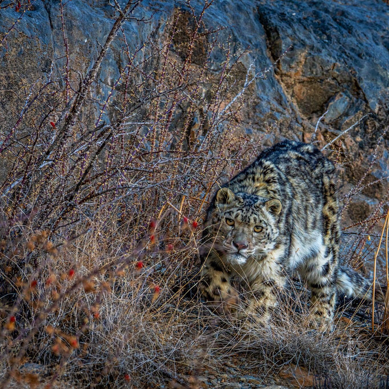 A snow leopard makes its way through the bushes - Snow Leopard, Big cats, Cat family, Predatory animals, Wild animals, wildlife, Himalayas, India, The photo, Bushes