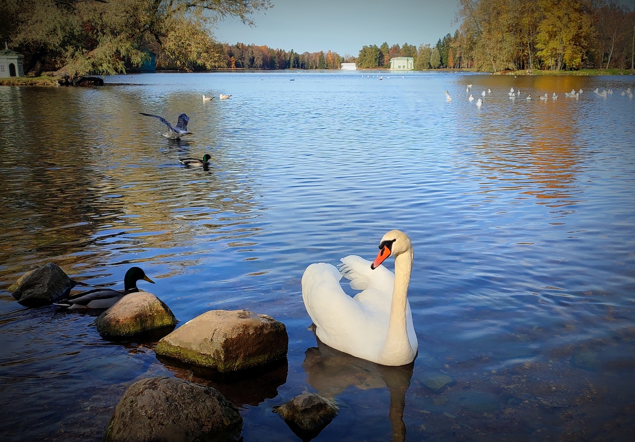 Swan Lake - My, The photo, Emotions, Nature, beauty, Russia, Lake, The park, Swans