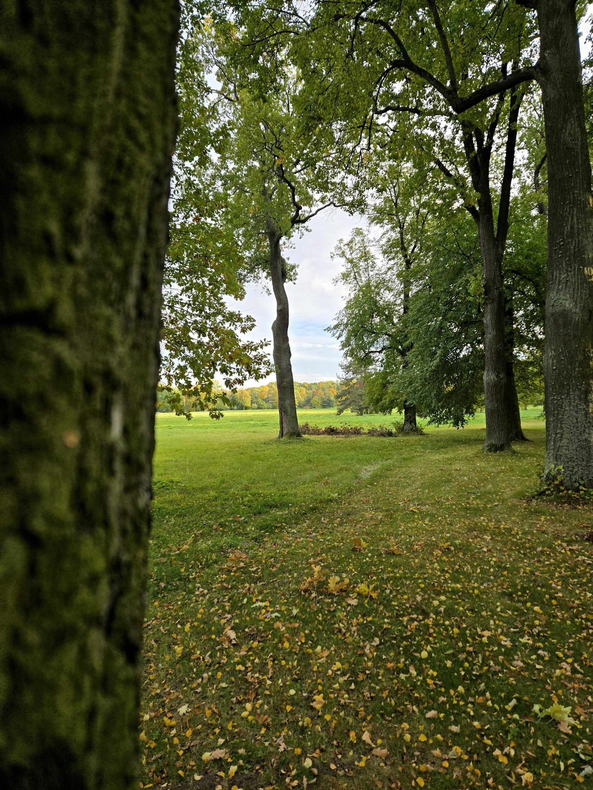 Reply to the post Weather - Saint Petersburg, Weather, The sun, Positive, Peterhof, Autumn, Reply to post, Longpost