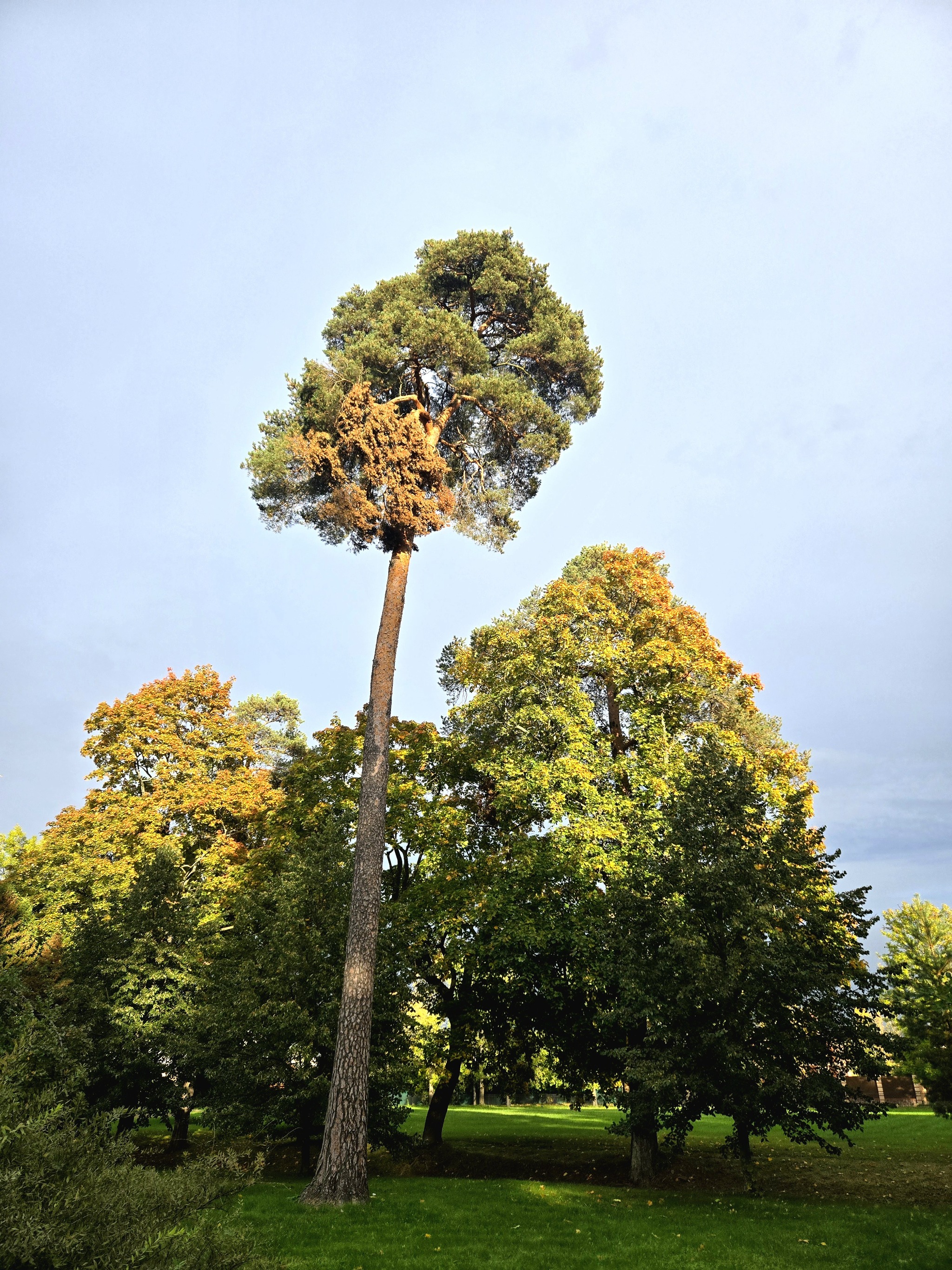 Reply to the post Weather - Saint Petersburg, Weather, The sun, Positive, Peterhof, Autumn, Reply to post, Longpost