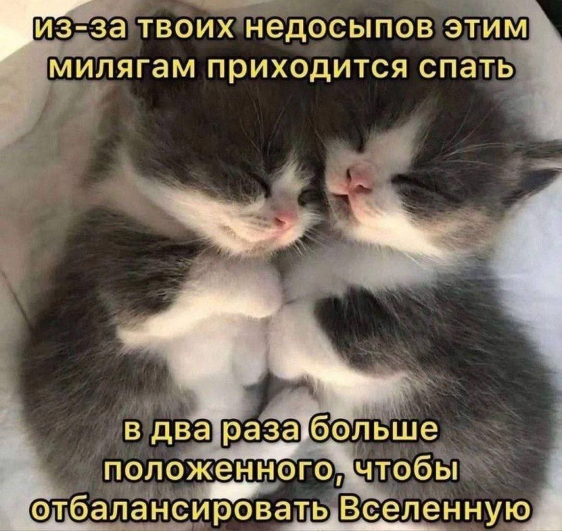 Kittens - cat, Kittens, Dream, Milota, Picture with text