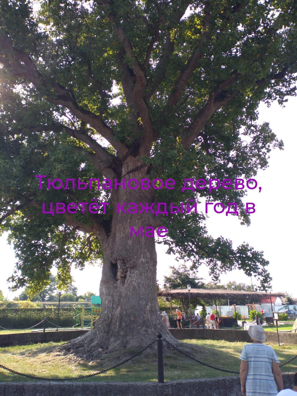 Tulip tree, Golovinka village - My, Mystery, Nature, Picture with text