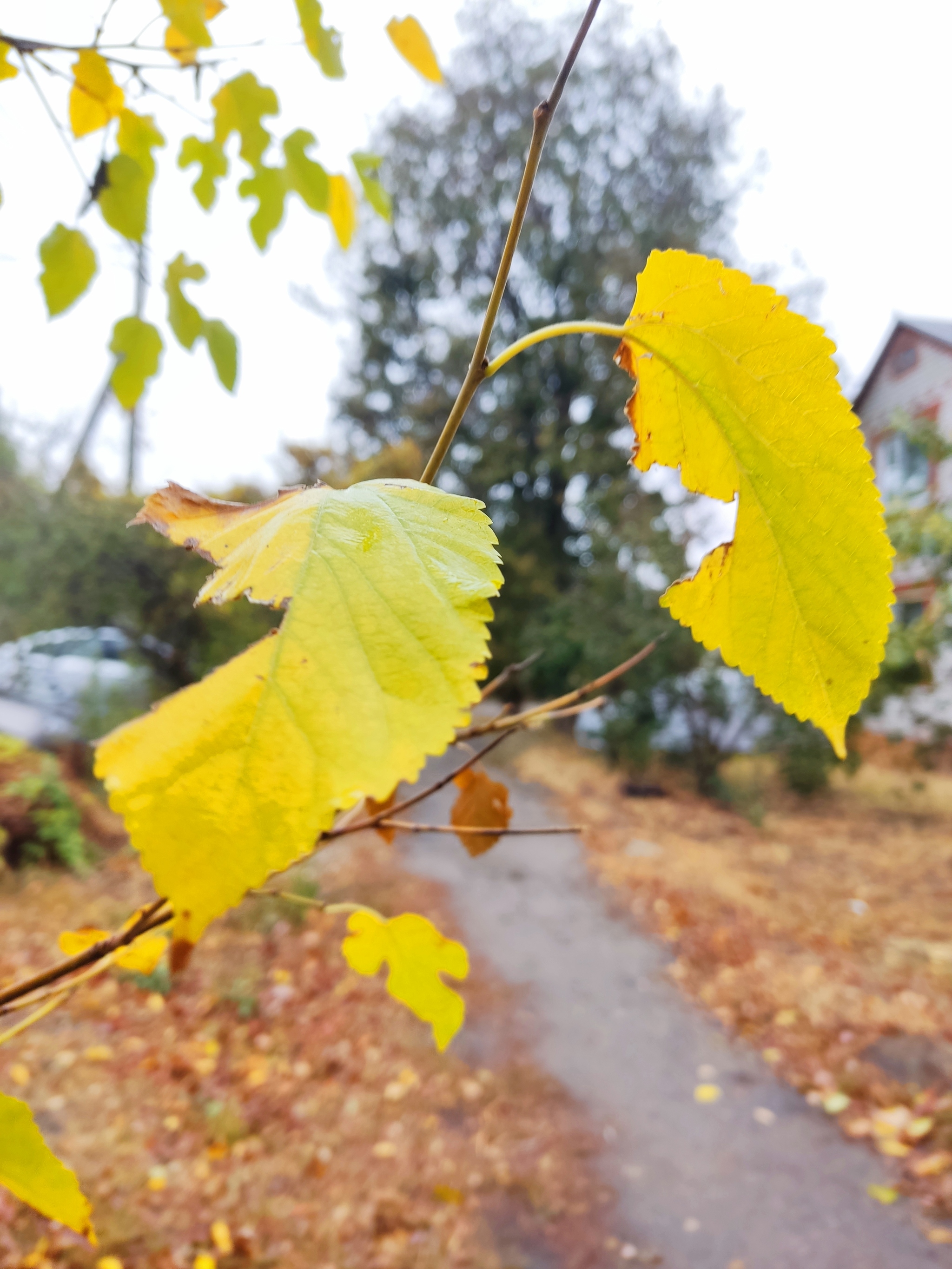 Morning walk - My, Mobile photography, The photo, Autumn, Walk, Longpost