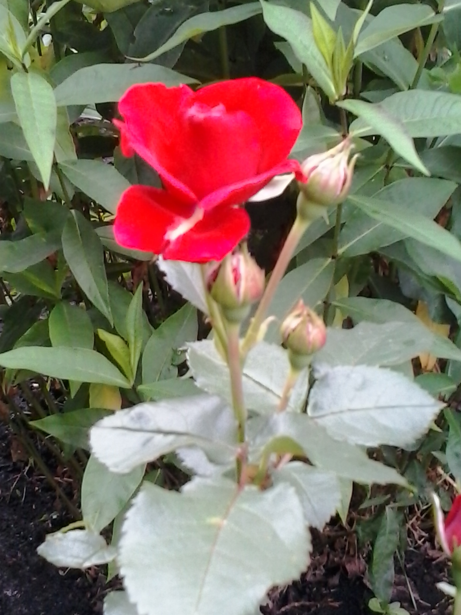 June. Rose Floribunda - My, The photo, Flowers, Garden, Summer, the Rose