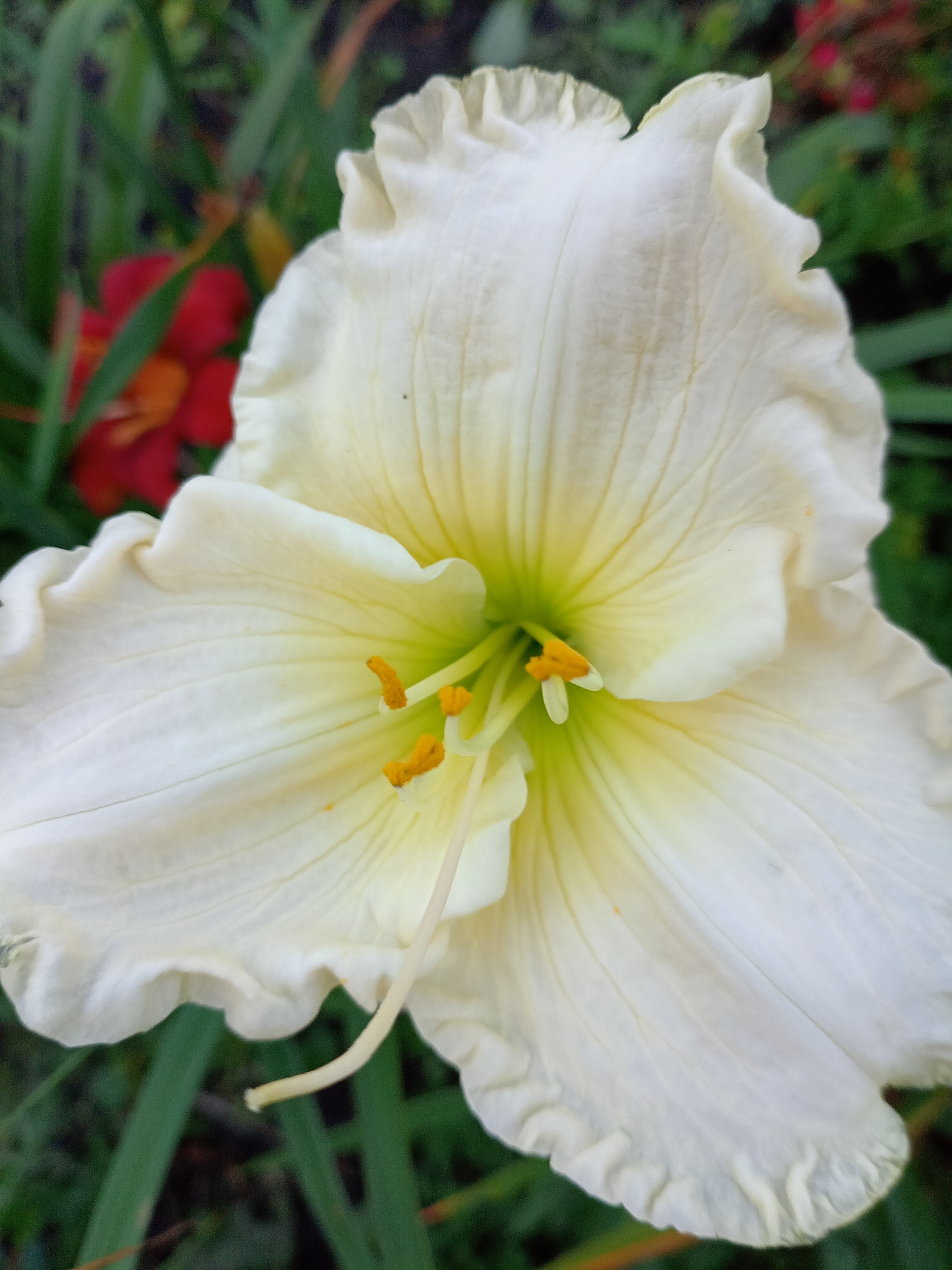 June. Daylily - The photo, Flowers, Garden, Summer, Bloom