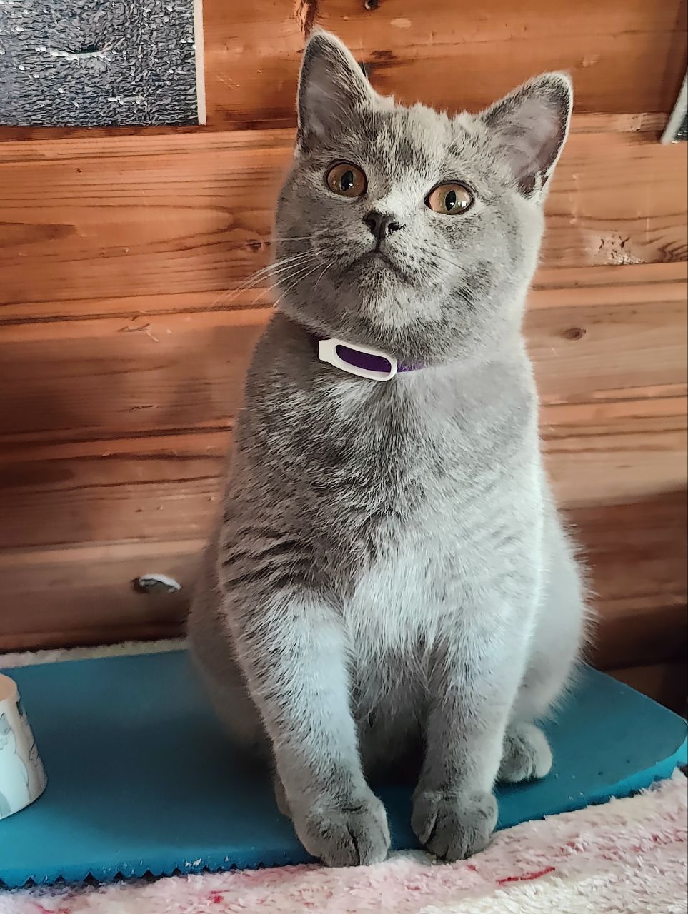 777 tail goes to a new home. Sonny from the hellish barn goes to the family of Pikabushnik Evgeny. Let's keep our fingers crossed - My, Tosno, Animal Rescue, Vertical video, cat, Found a home, Video, Longpost