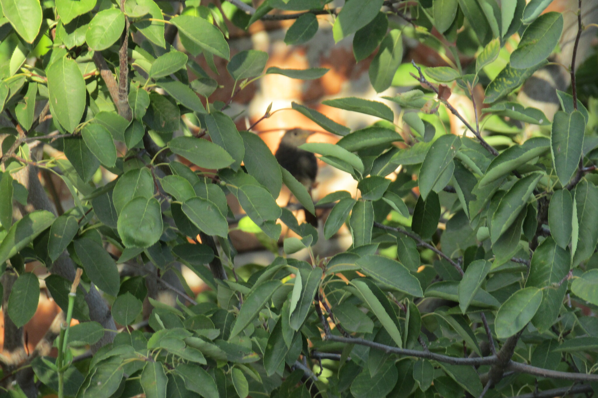 Guess what kind of bird is hiding in the branches of the chokeberry? - My, Birds, Juneberry, Summer, Question, The photo