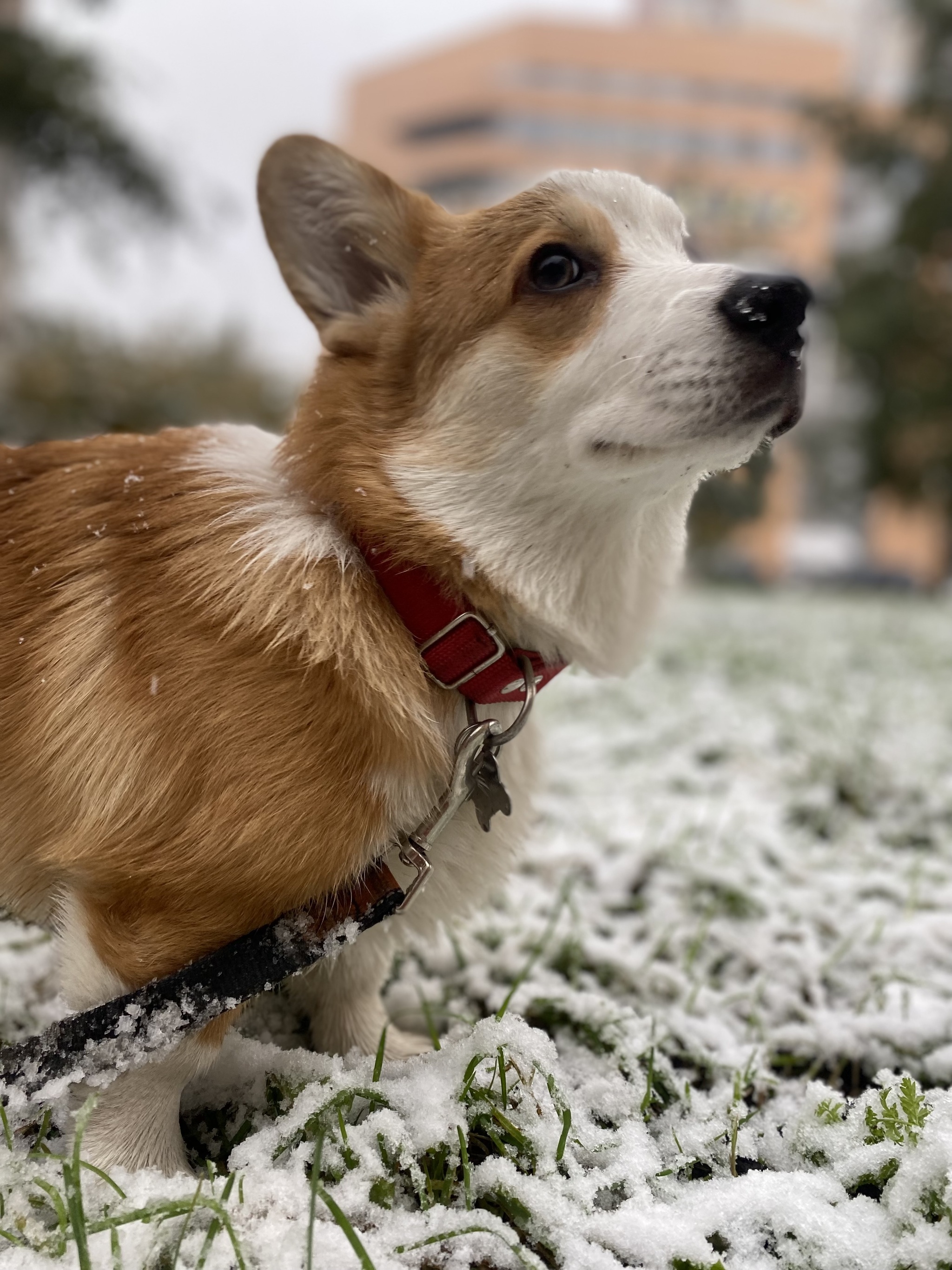 The first snow in my dog's life - My, Milota, Corgi, Longpost, Dog