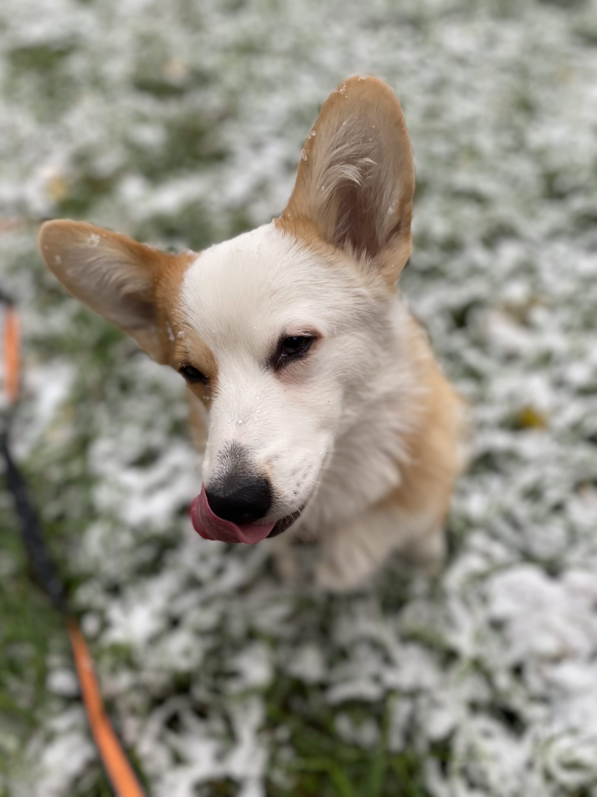 The first snow in my dog's life - My, Milota, Corgi, Longpost, Dog