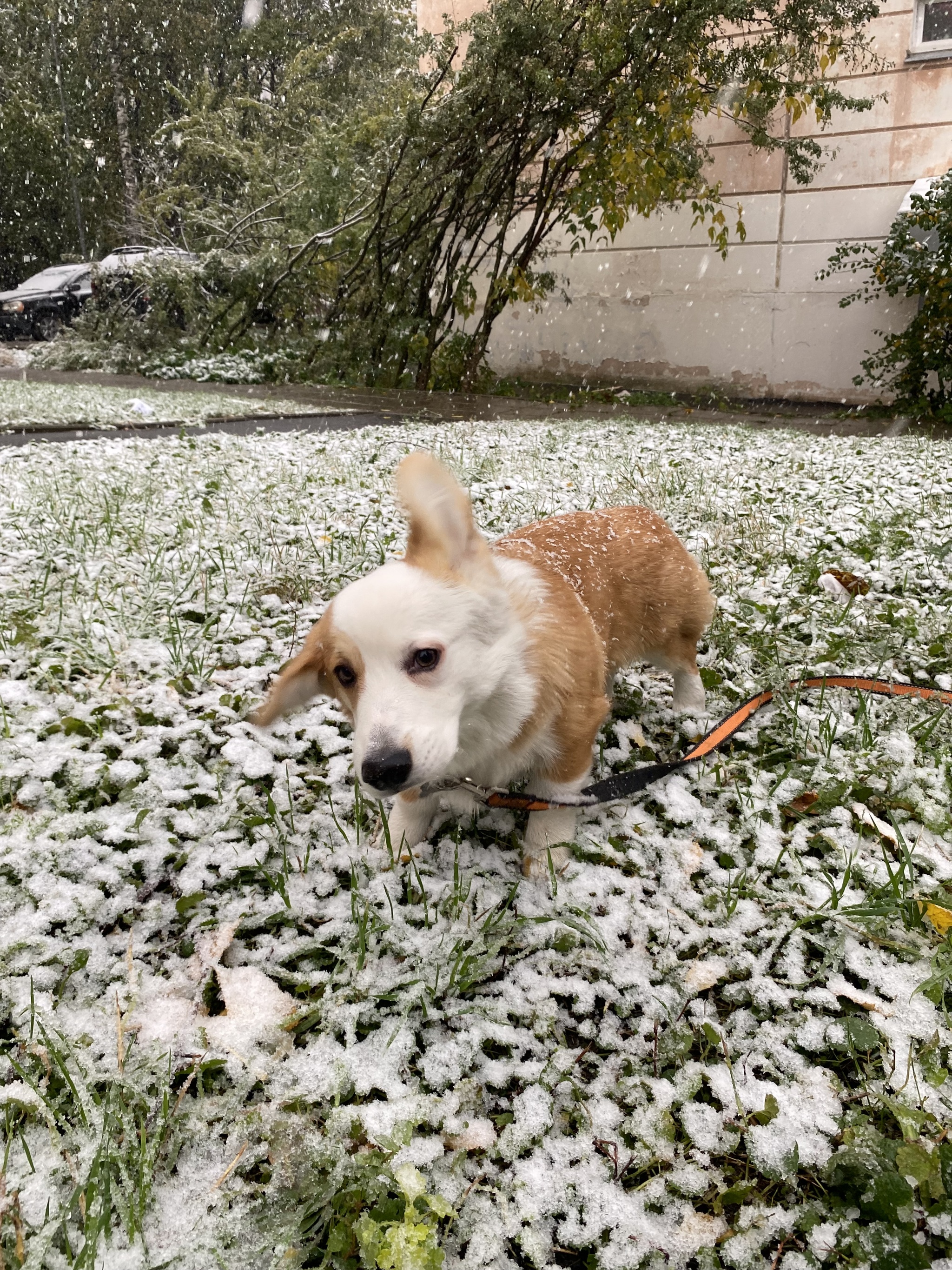 The first snow in my dog's life - My, Milota, Corgi, Longpost, Dog