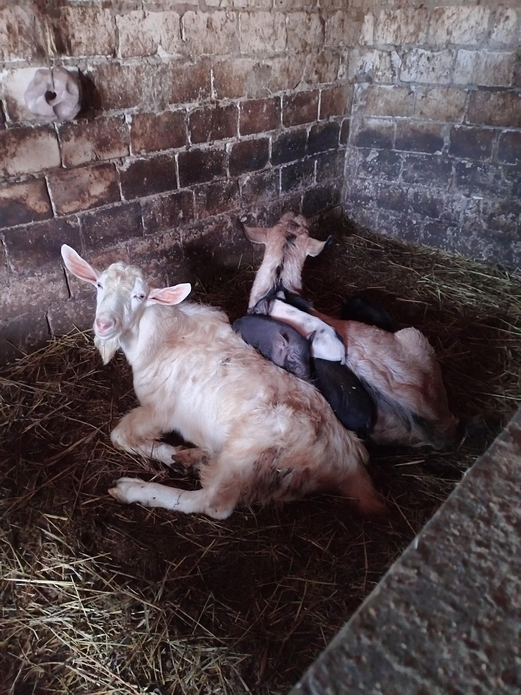 A cheerful company is relaxing - My, Village, Сельское хозяйство, Goat, Piglets, Heat, Livestock breeding