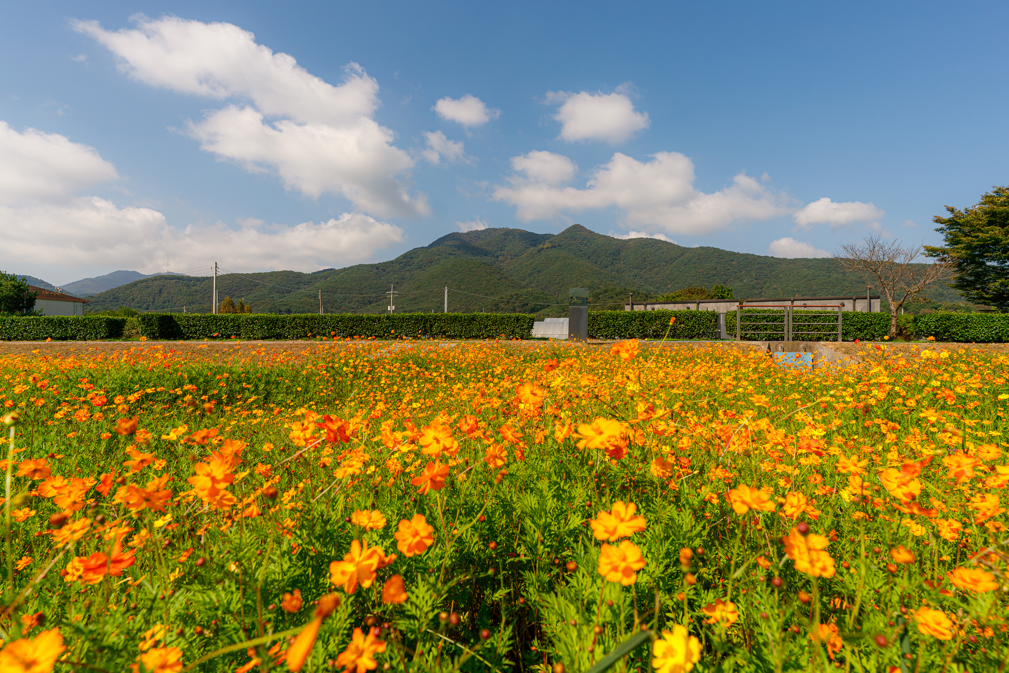 Cosmos Fields - My, The photo, Autumn, Корея, Flowers, Longpost