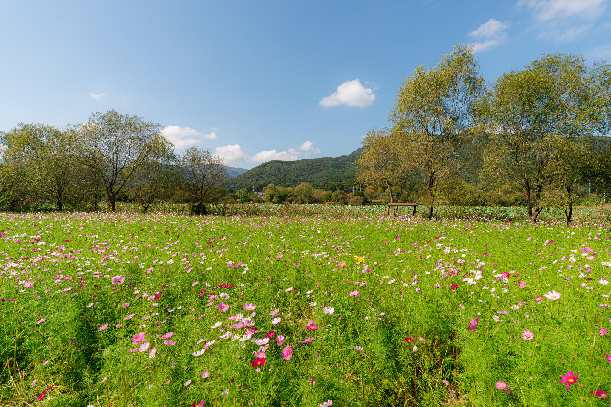 Cosmos Fields - My, The photo, Autumn, Корея, Flowers, Longpost