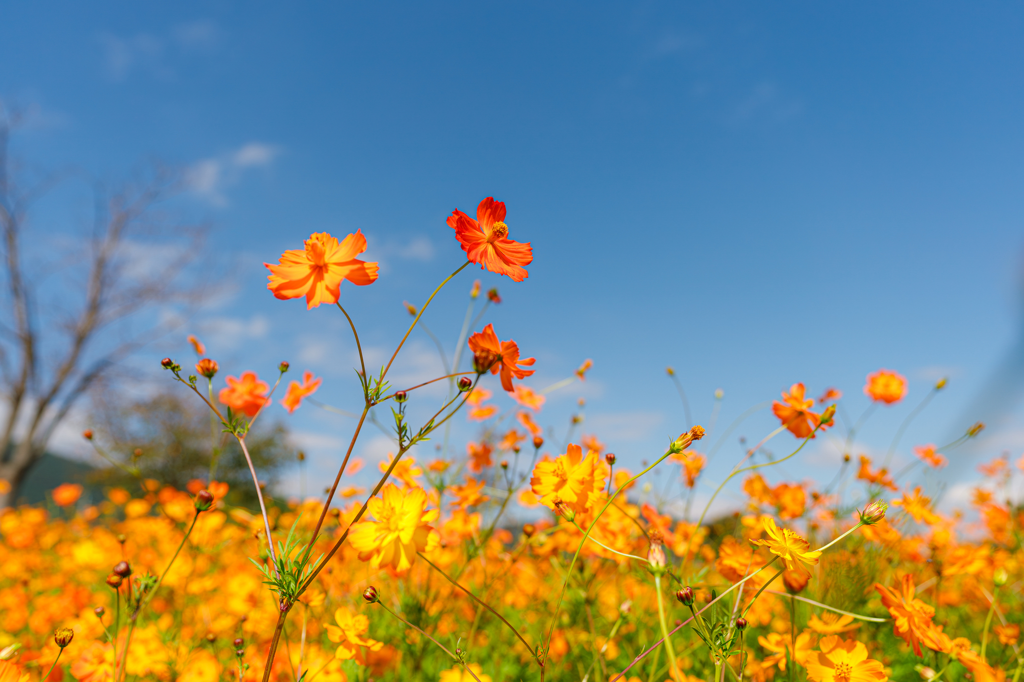 Cosmos Fields - My, The photo, Autumn, Корея, Flowers, Longpost