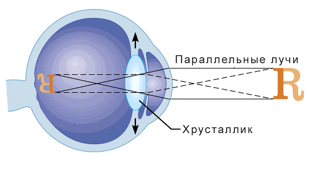 Зрение и нейронные сети - как мы на самом деле видим мир - Моё, Научпоп, Биология, Зрение, Глаза, Нейронные сети, Наука, Сетчатка, Ученые, Исследования, Офтальмология, Длиннопост