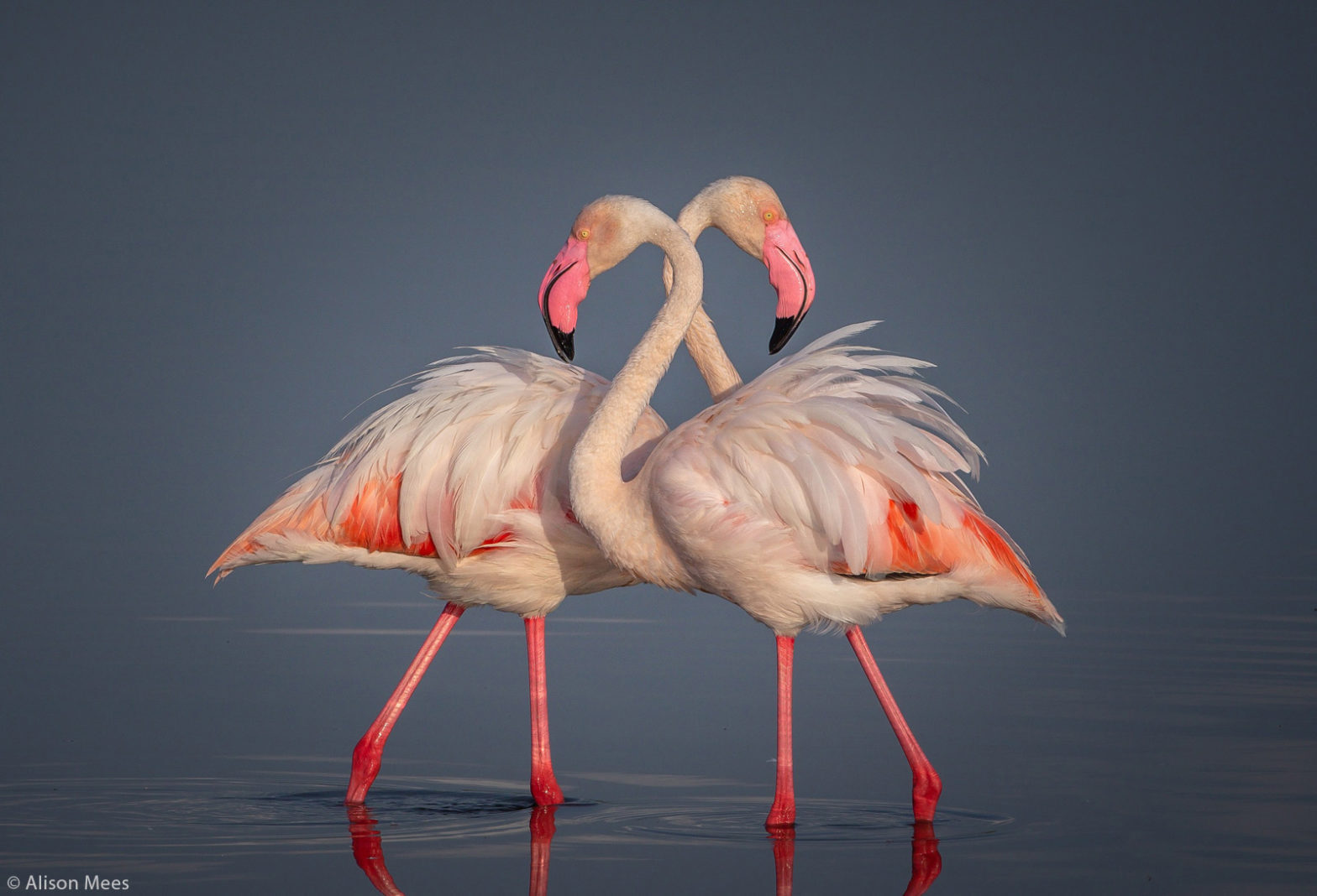 Pink flamingos - Flamingo, Birds, Wild animals, wildlife, National park, Serengeti, Africa, The photo