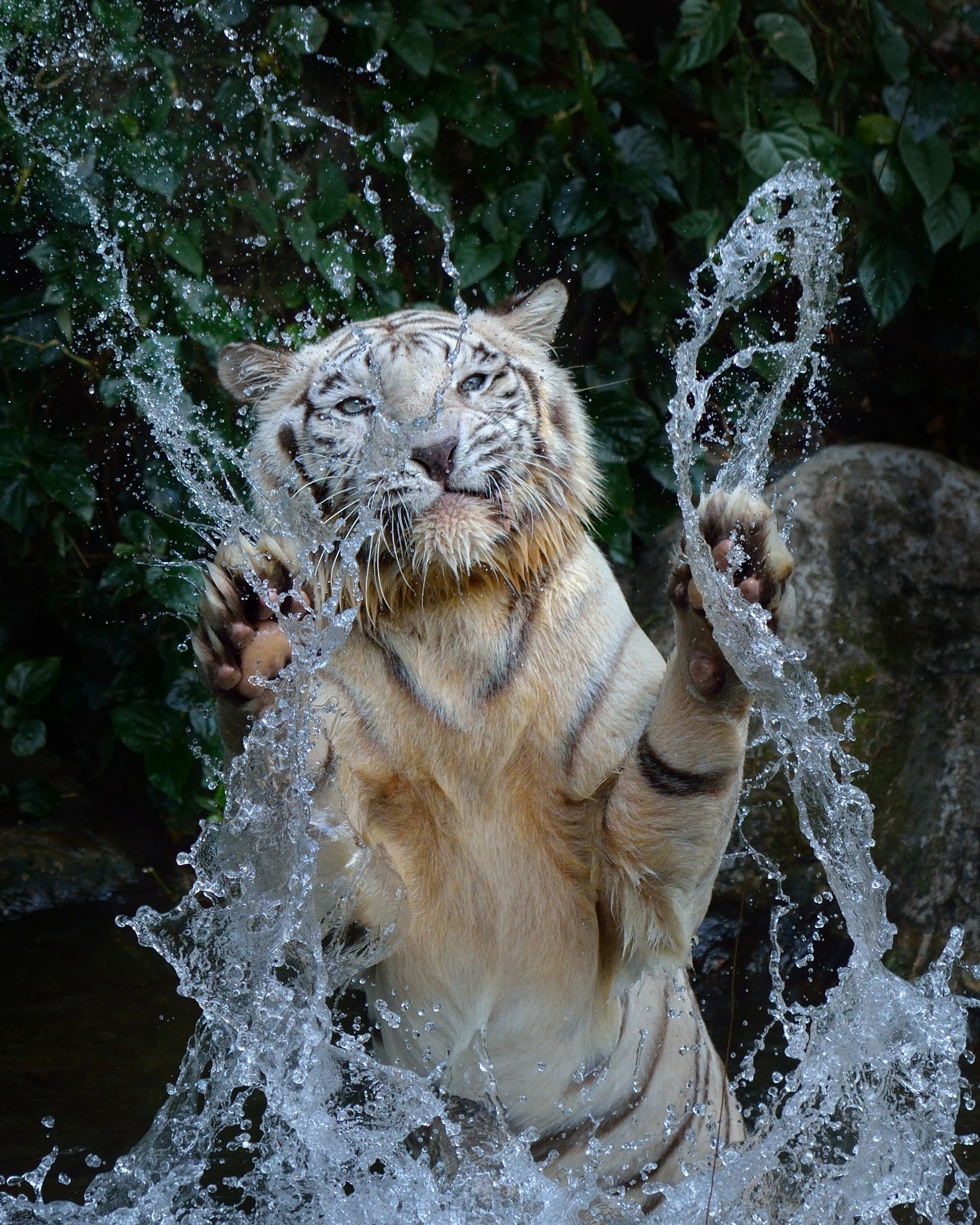 Water games - Bengal tiger, White tiger, Tiger, Big cats, Cat family, Predatory animals, Wild animals, Zoo, Singapore, Water, Animal games, The photo