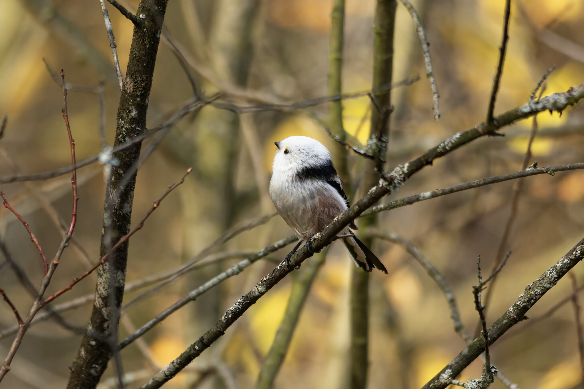 Sometimes it's good to complain about fate - My, Photo hunting, The nature of Russia, Ornithology League, Birds, Nature, Hobby, The photo, wildlife, Forest, Autumn, Bird watching, Longpost