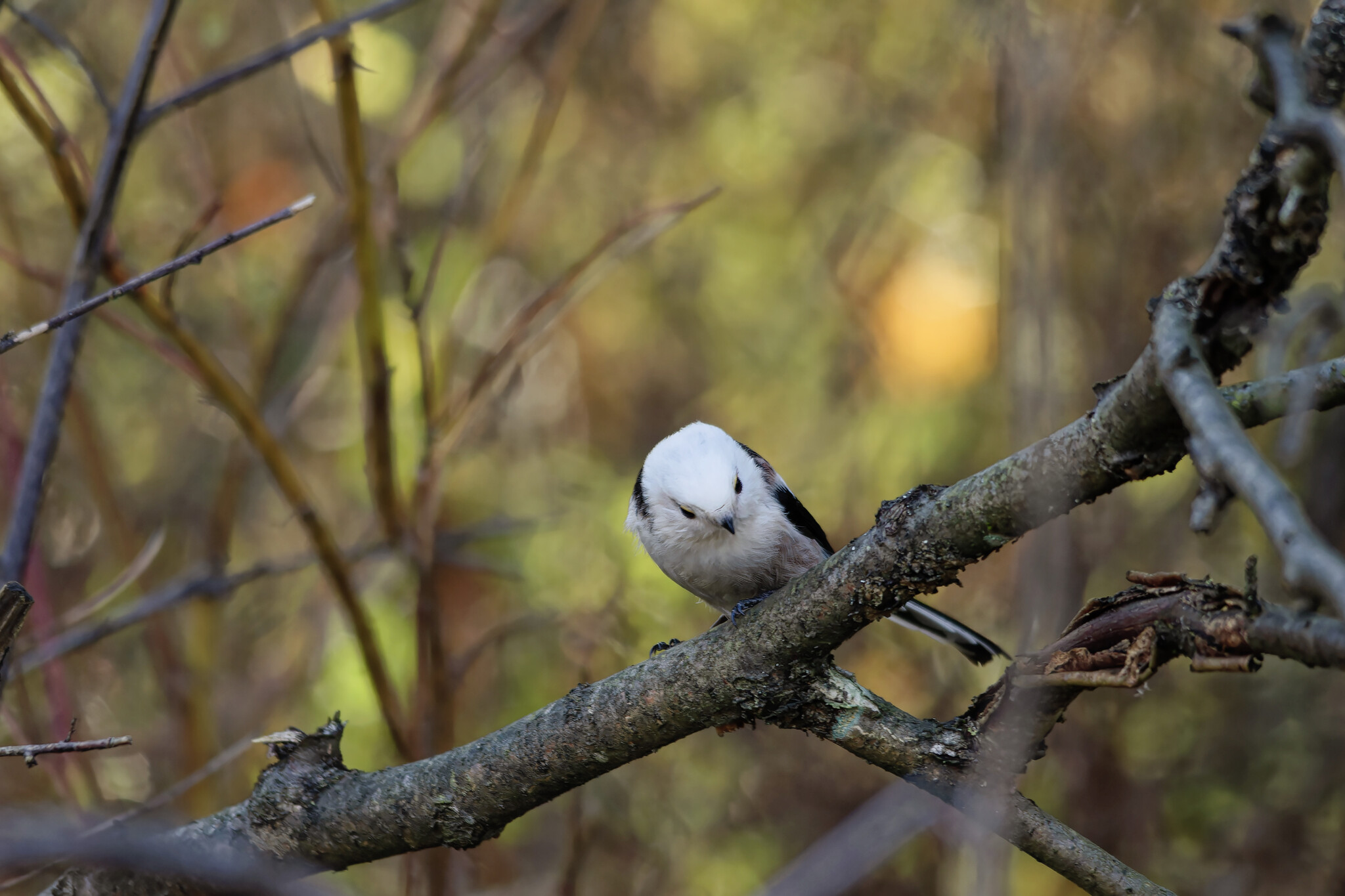 Sometimes it's good to complain about fate - My, Photo hunting, The nature of Russia, Ornithology League, Birds, Nature, Hobby, The photo, wildlife, Forest, Autumn, Bird watching, Longpost