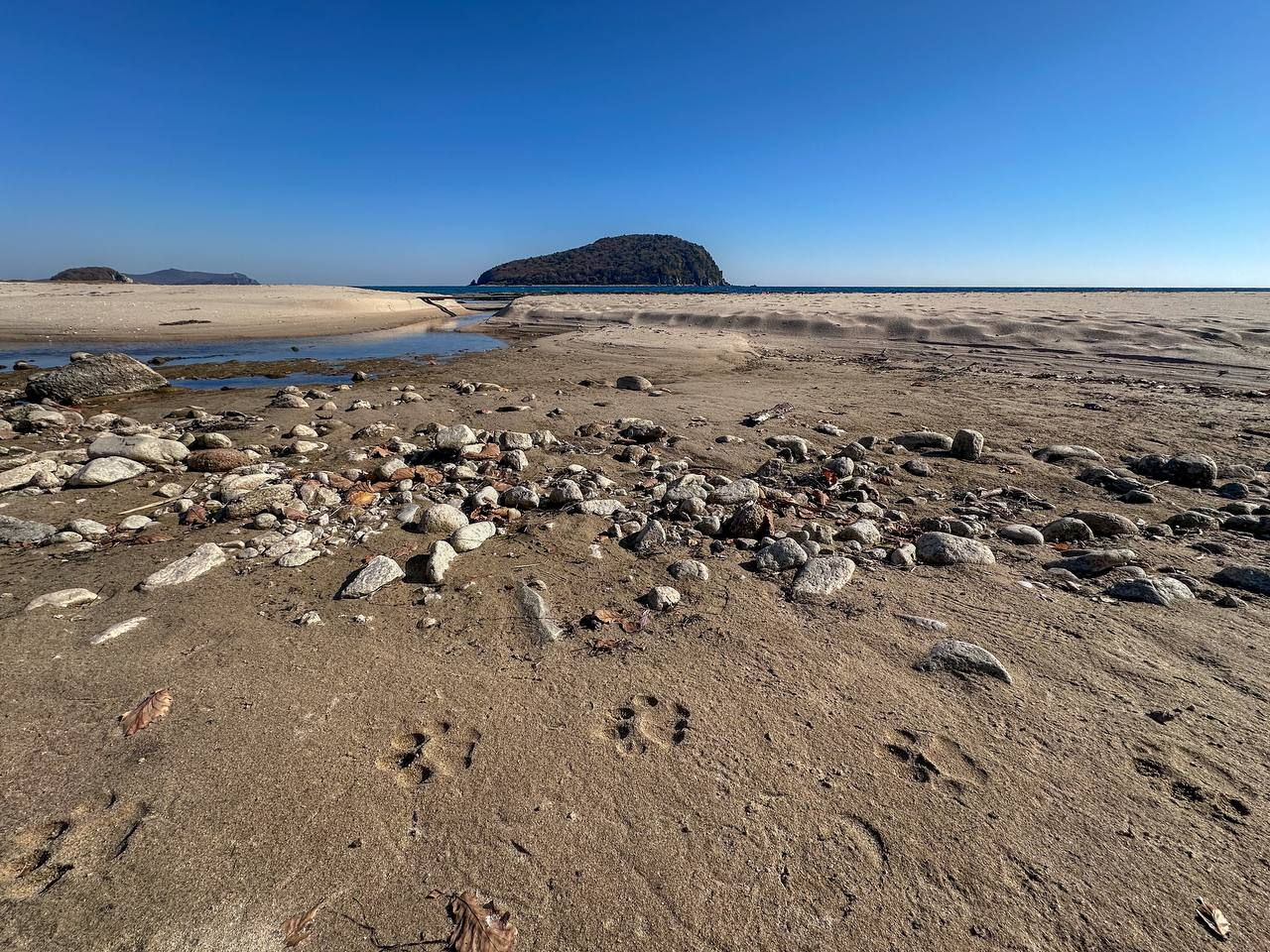 Traces of the Amur tiger - Amur tiger, Footprints, Tourism, Lazovsky Reserve, Tiger, Primorsky Krai, Predatory animals, Wild animals, The photo, Cat family, Big cats, Telegram (link)