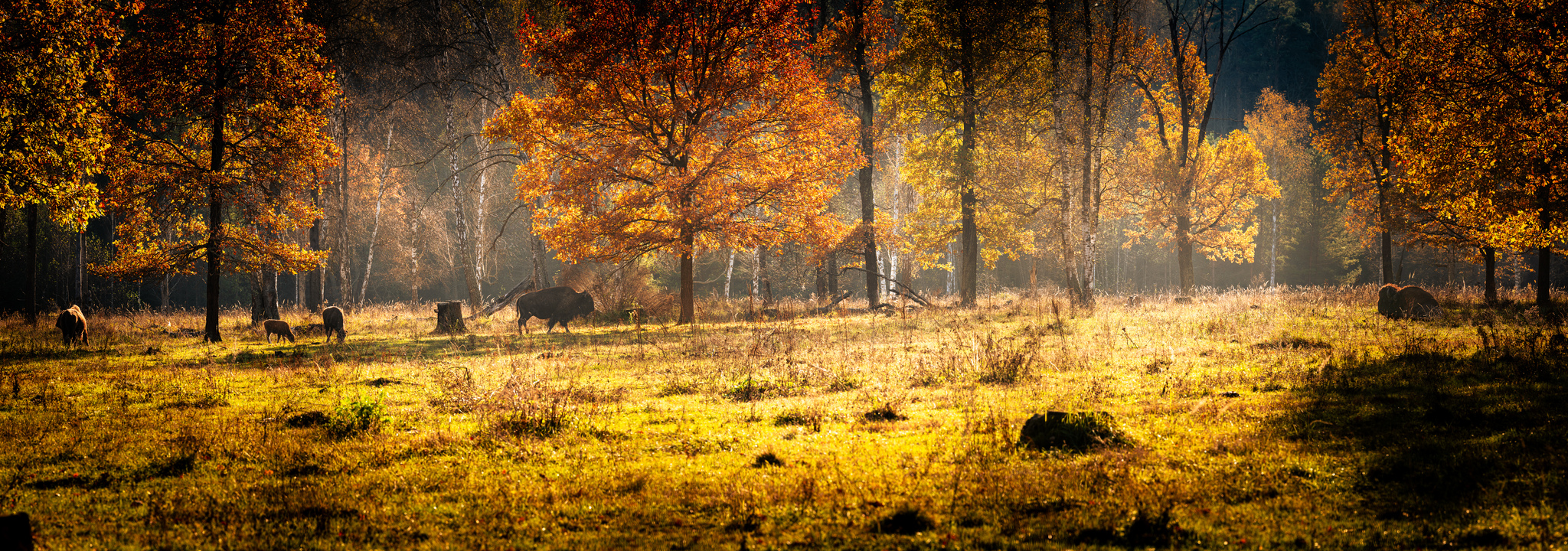 Prioksko-Terrasny Nature Reserve - My, Reserves and sanctuaries, Bison, Buffalo, Nature, Longpost