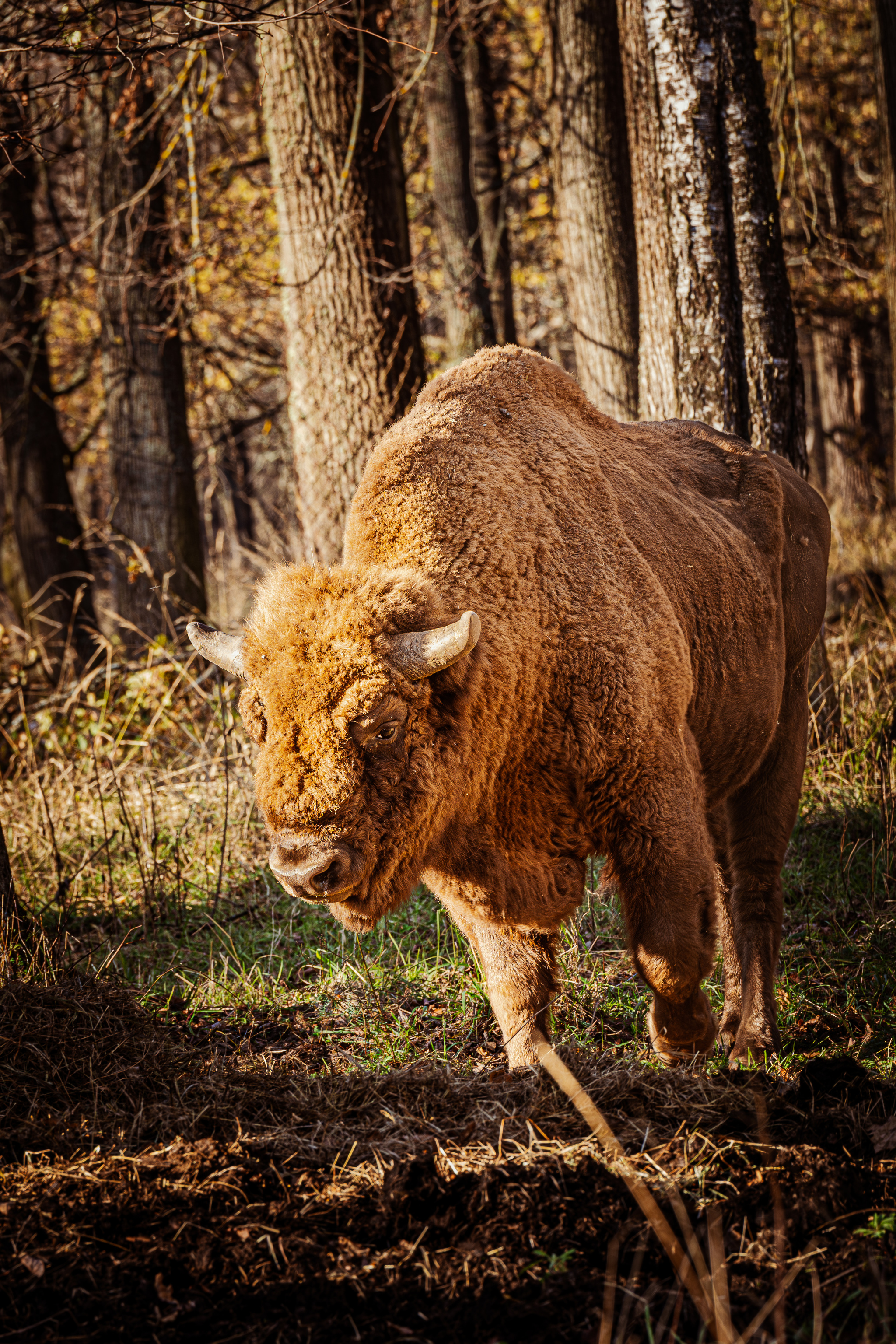 Prioksko-Terrasny Nature Reserve - My, Reserves and sanctuaries, Bison, Buffalo, Nature, Longpost