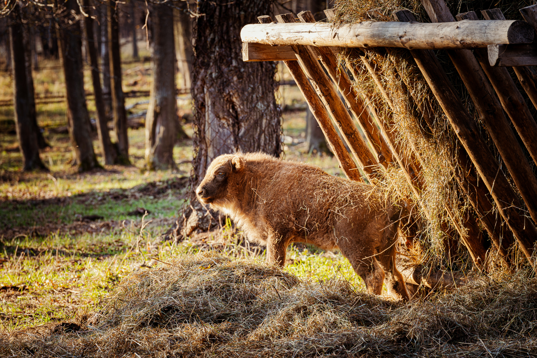 Prioksko-Terrasny Nature Reserve - My, Reserves and sanctuaries, Bison, Buffalo, Nature, Longpost