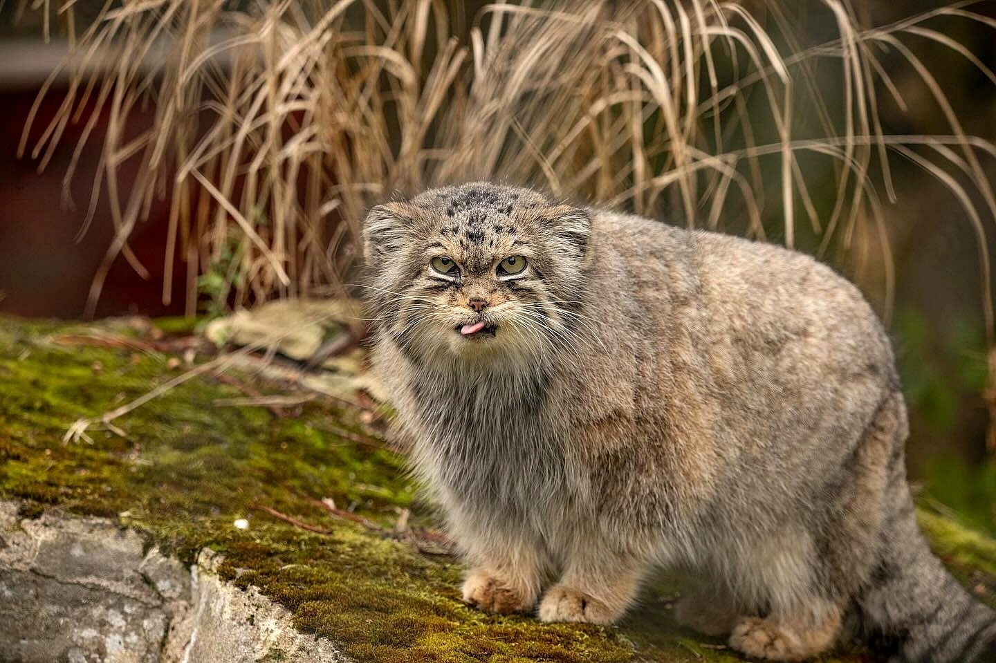 Jochi - Wild animals, Predatory animals, Pallas' cat, Cat family, Small cats, Zoo, The photo, Instagram (link)