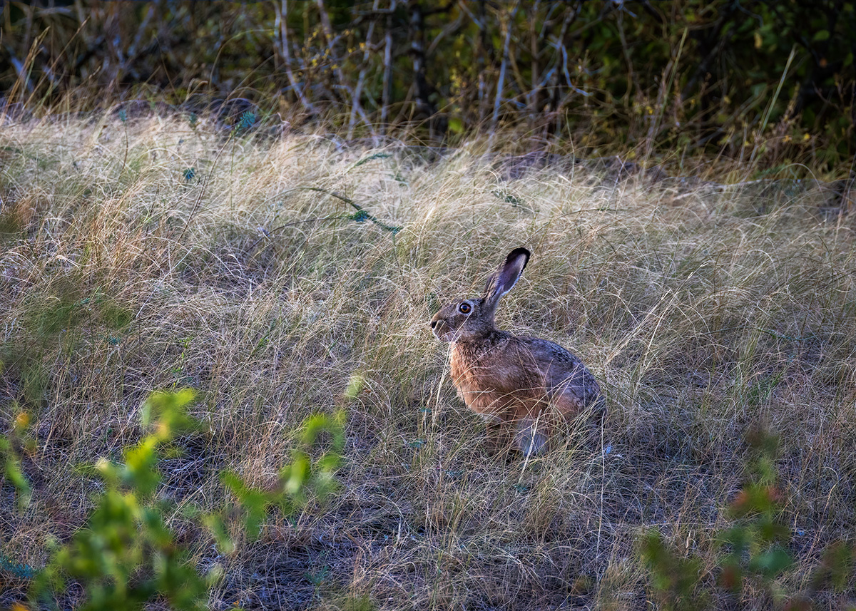 Admiring the sunset - My, Hare, Photo hunting, Steppe, Rostov region