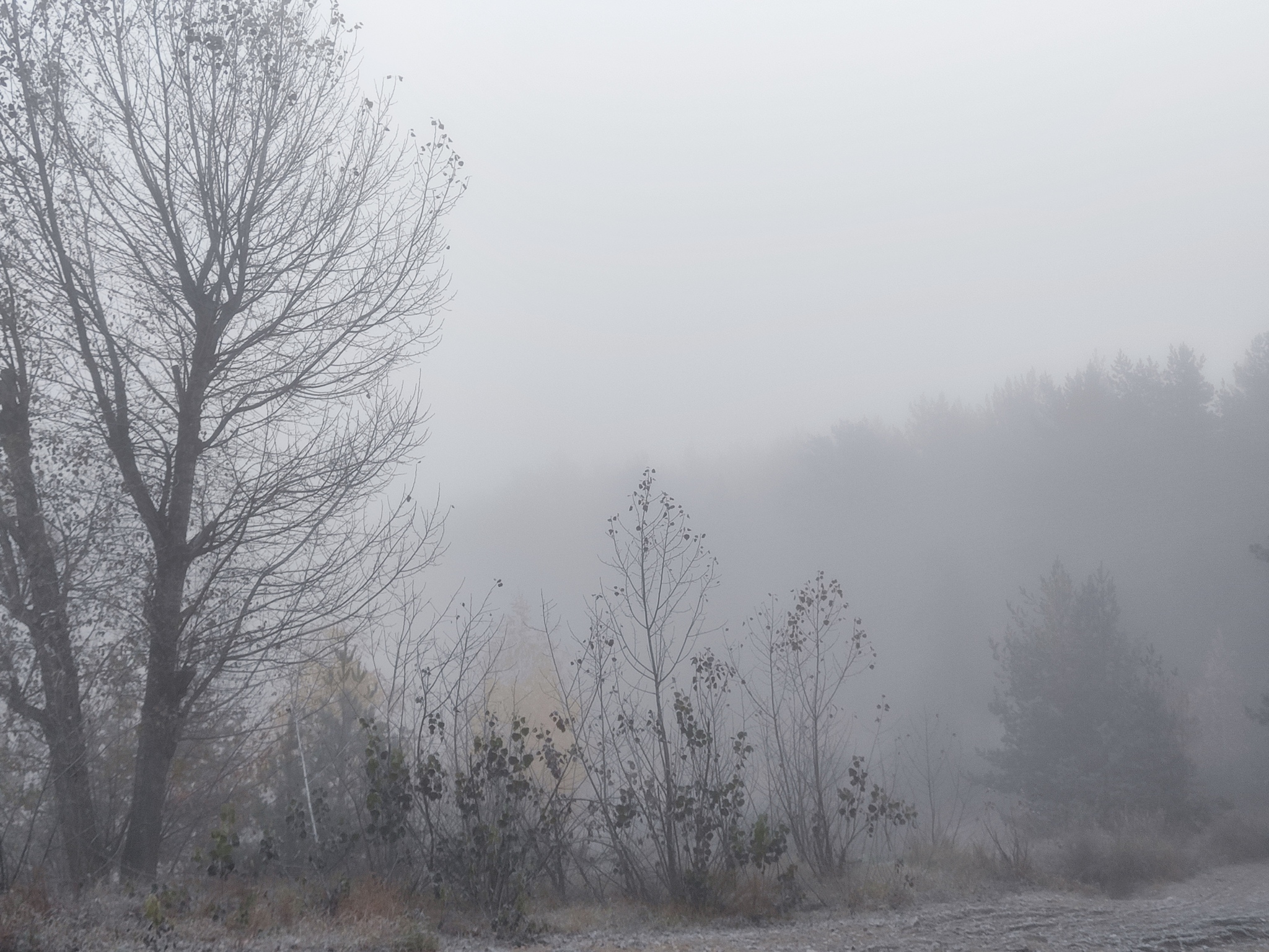 Foggy Prospects - My, Run, Sport, Forest, Morning, Good morning, Lake, Career, Fog, Autumn, October, Kazan, Yudino, The photo, Mobile photography, Longpost, Sunday