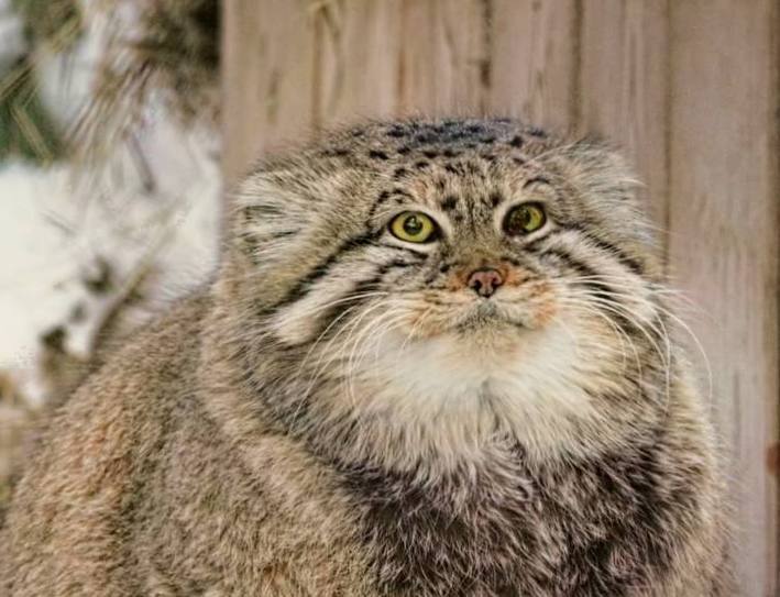 Muscovites got greedy before everyone else. Again - My, Moscow, Humor, The photo, Picture with text, Saint Petersburg, Fat, Pallas' cat, Winter, Wintering, Food, Feeding, news, Good news, Zoo