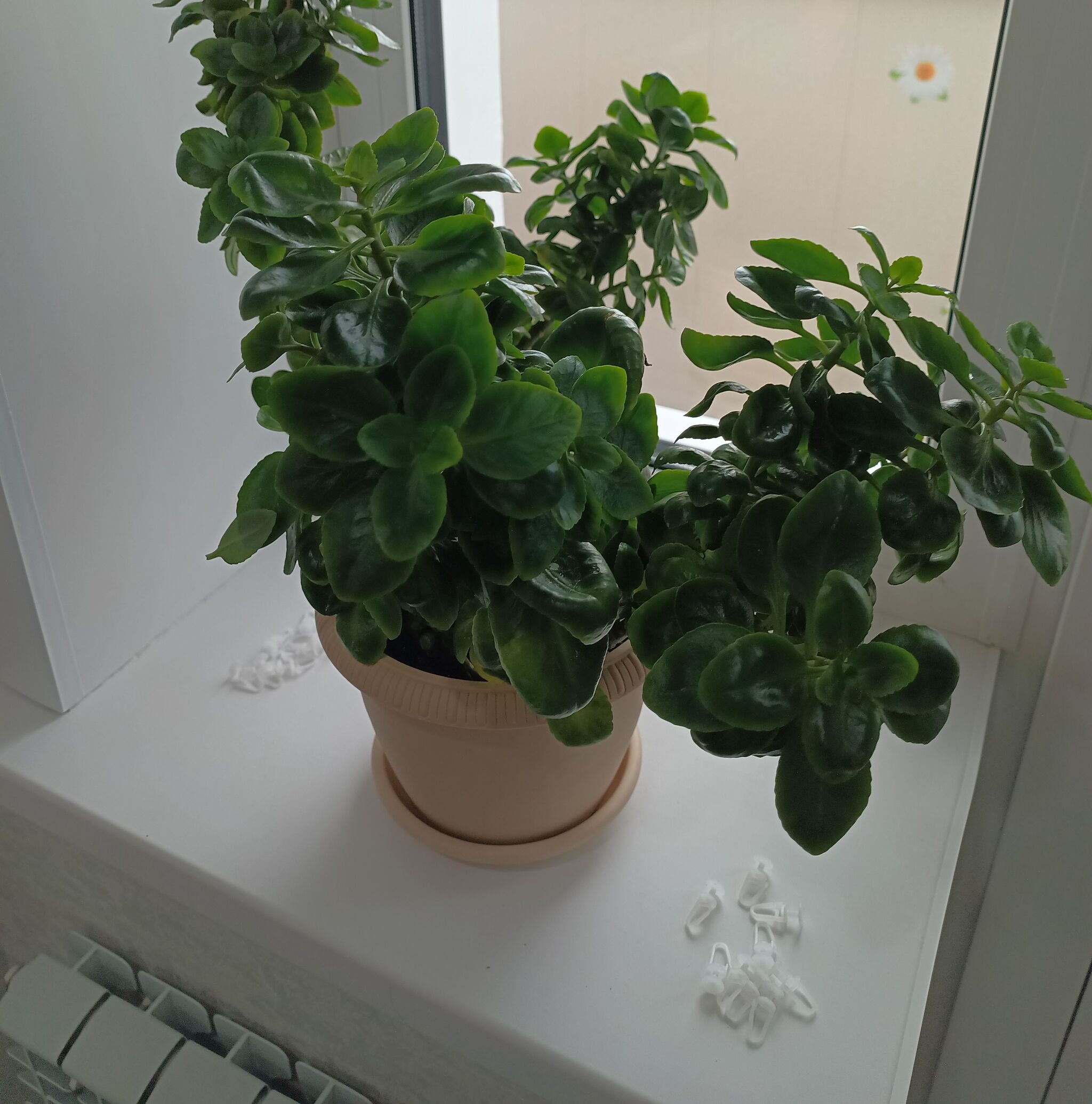 Help identify the flower and its disease - My, Houseplants, Question, Ask Peekaboo, Longpost, Plant diseases