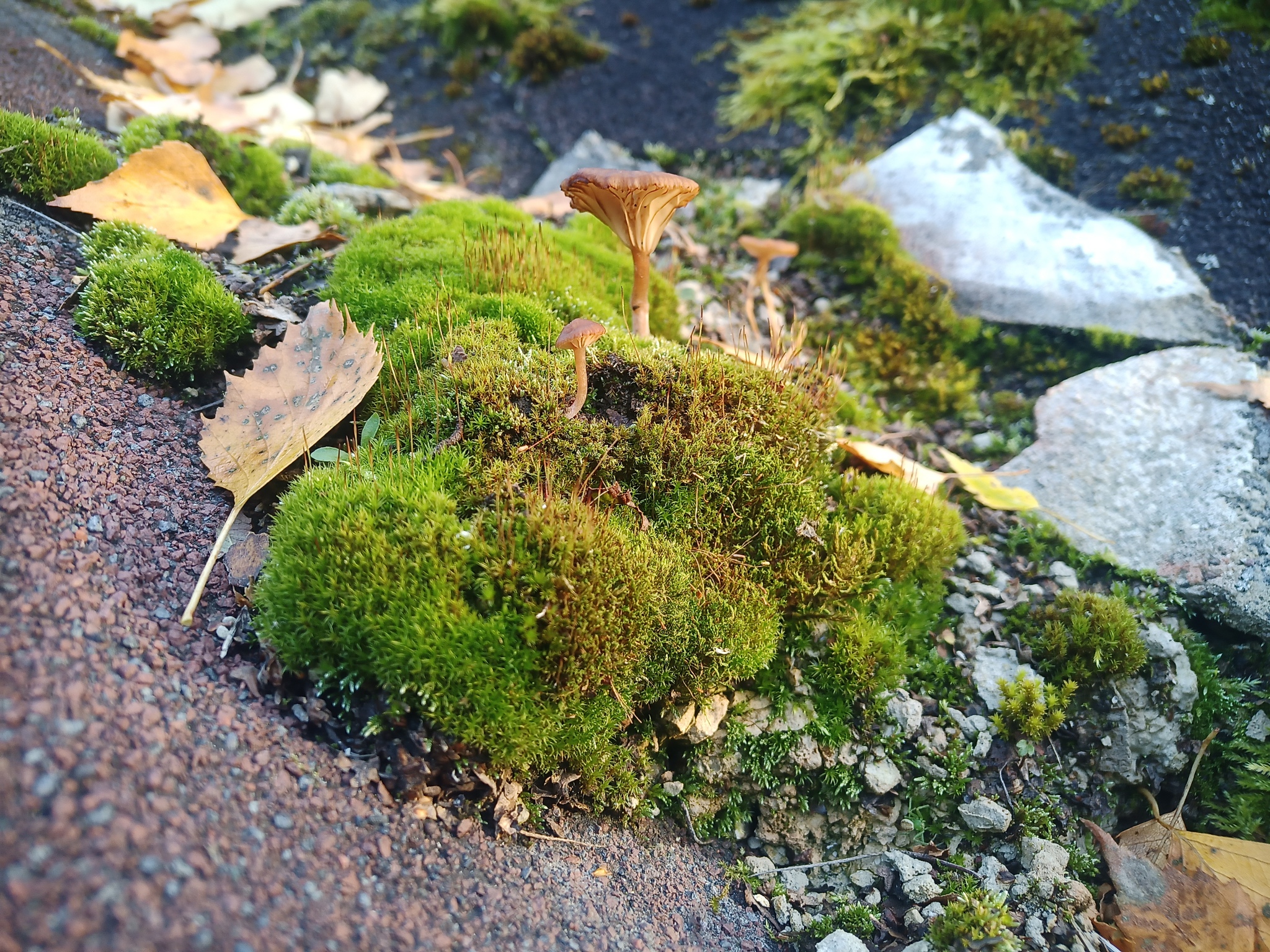 Mushrooms - My, Mushrooms, Roof, Mobile photography