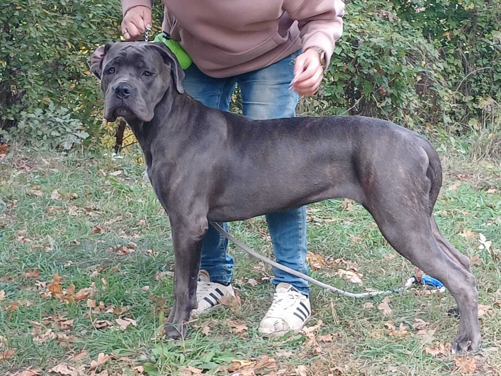 Reply to the post Just showing off my handsome guy - Dog, Nature, A wave of posts, Cane Corso, Chihuahua, Reply to post, Longpost